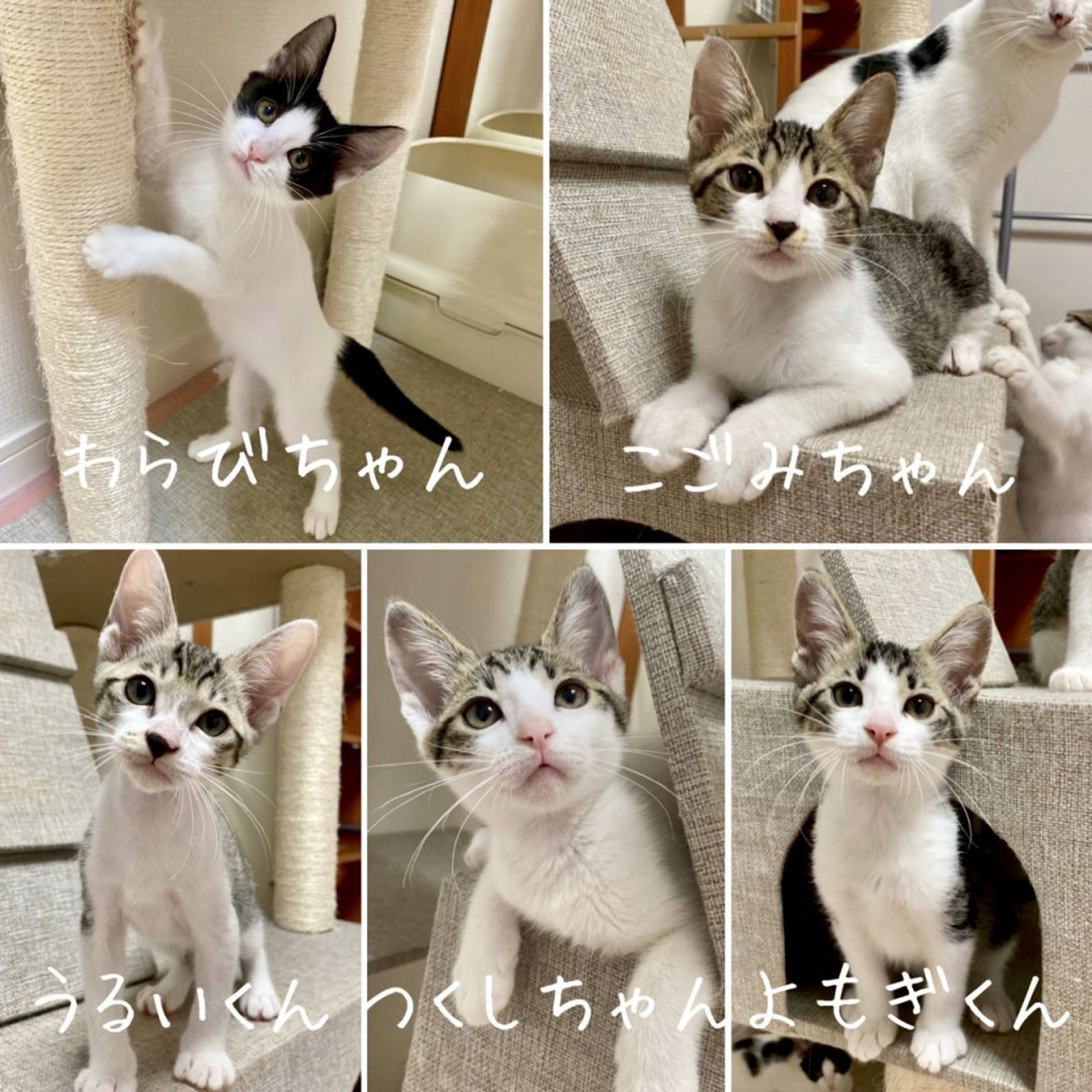 pet-image-10