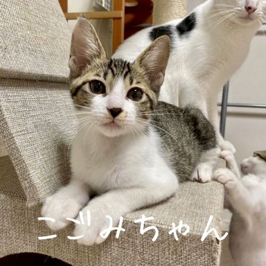 こごみの写真