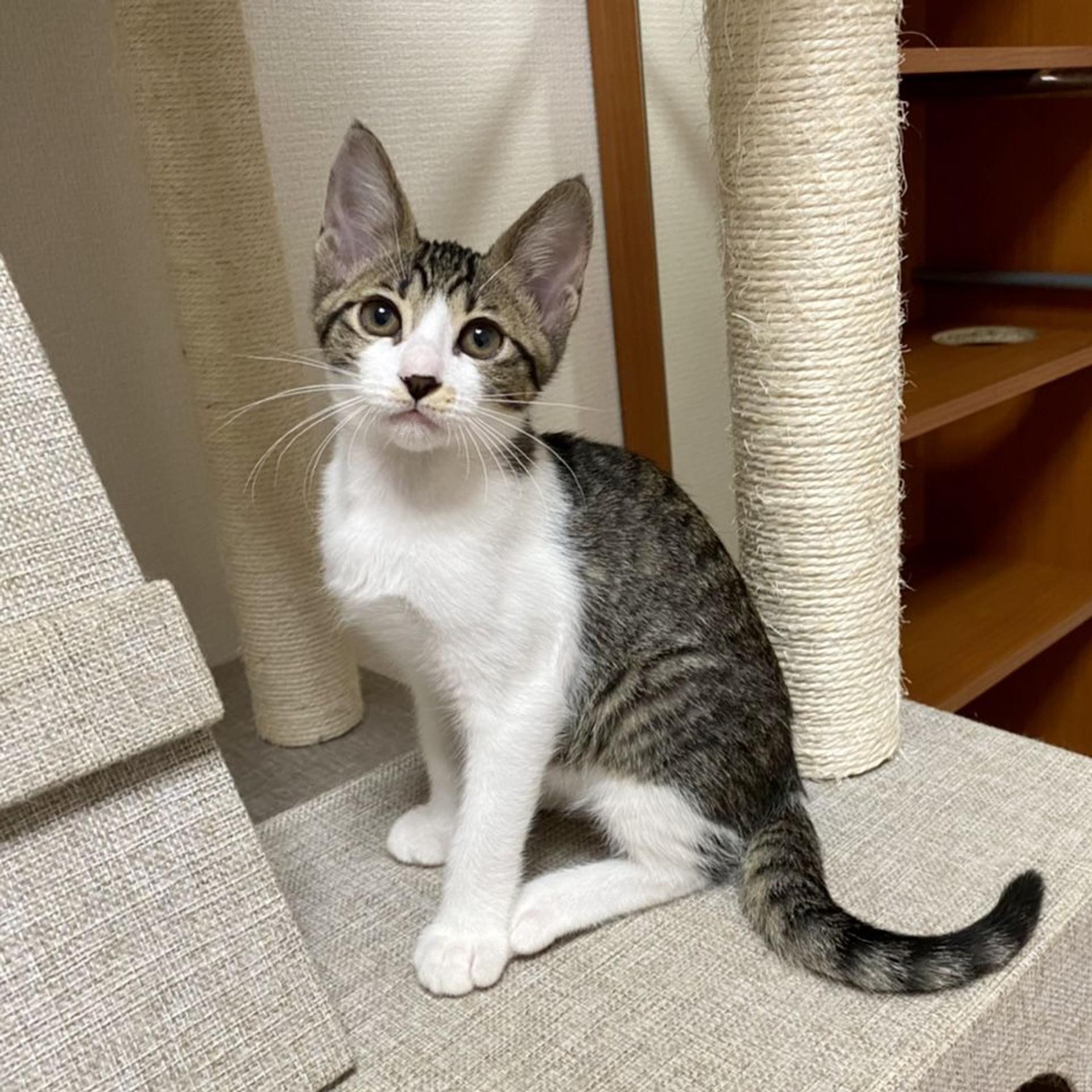 pet-image-2