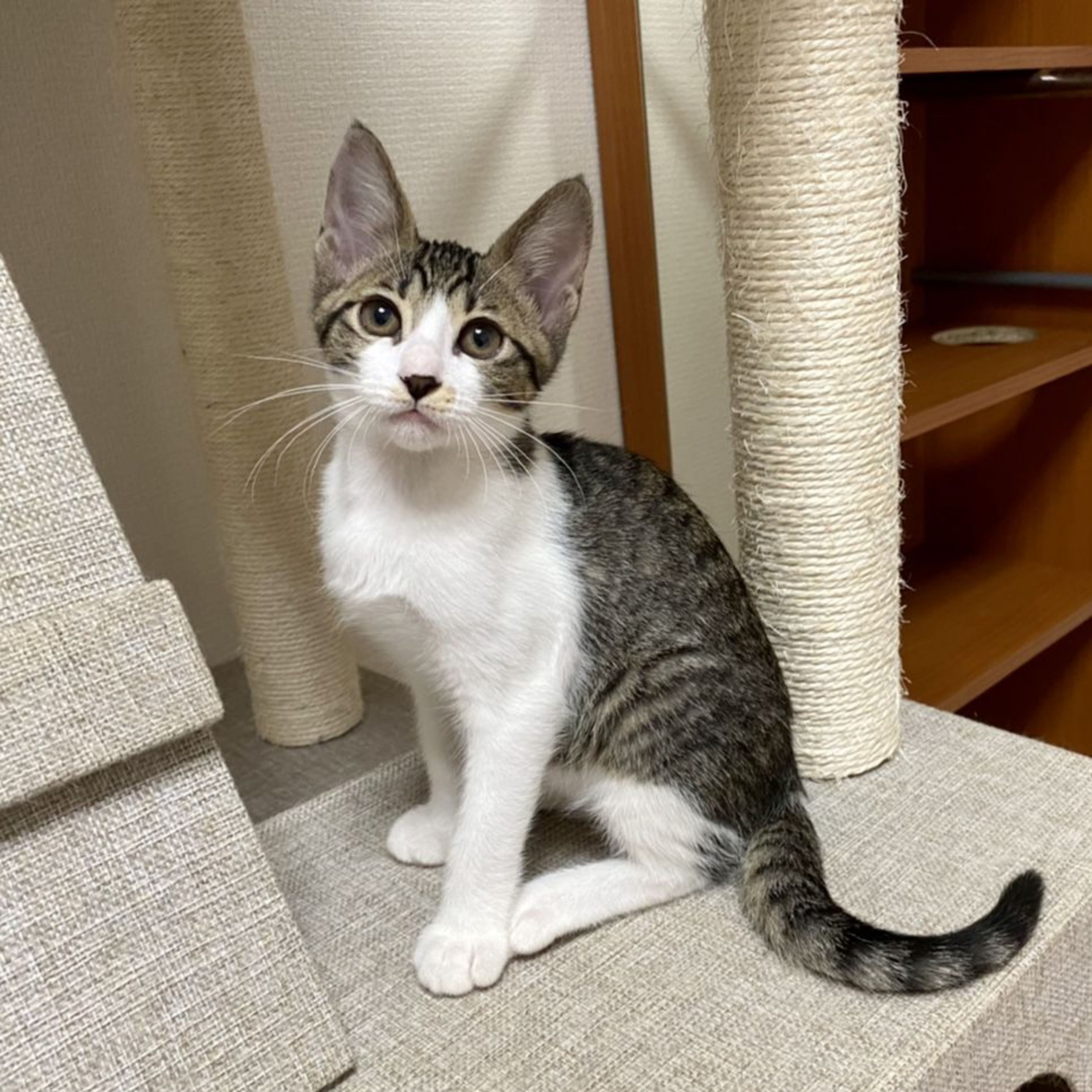 pet-image-2