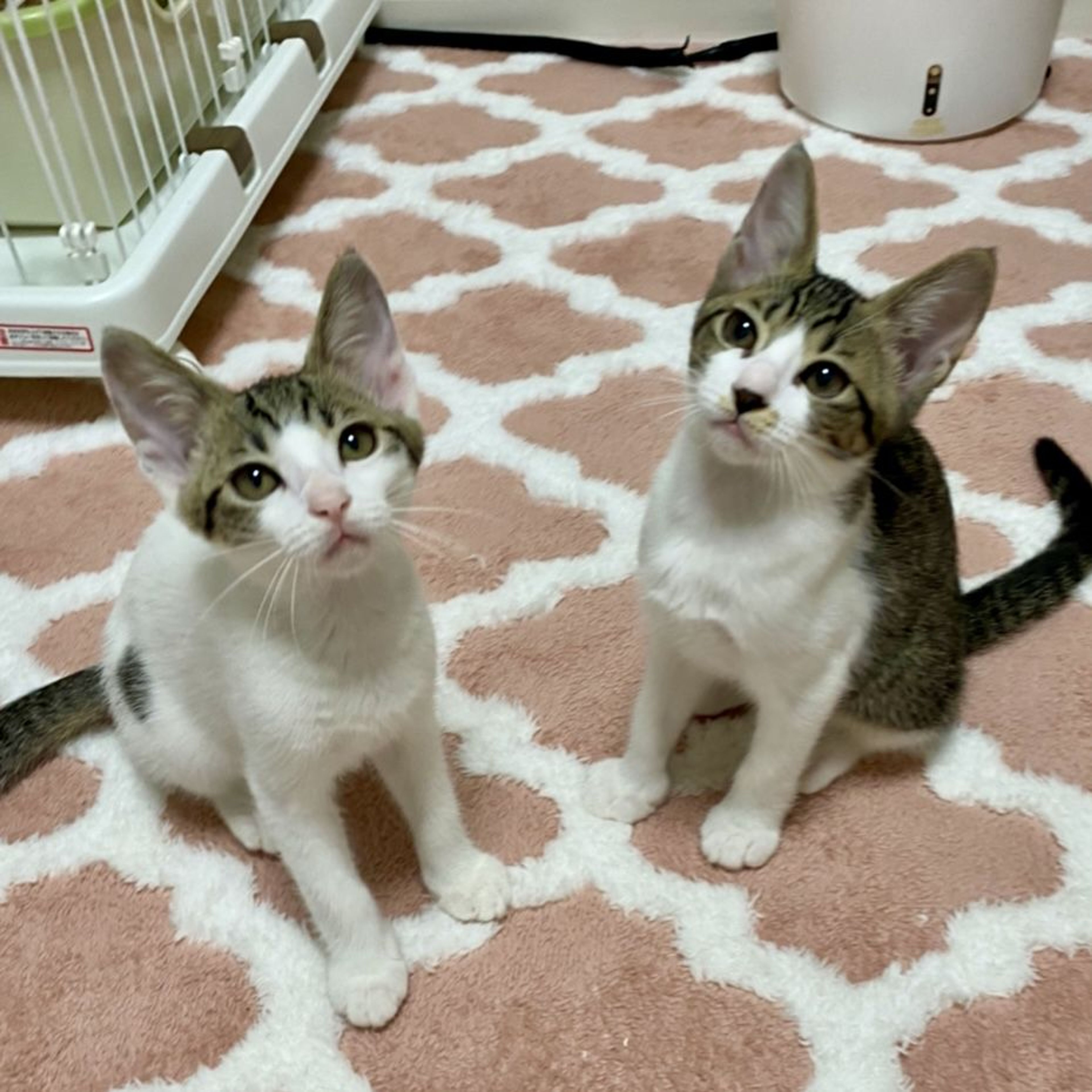 pet-image-5