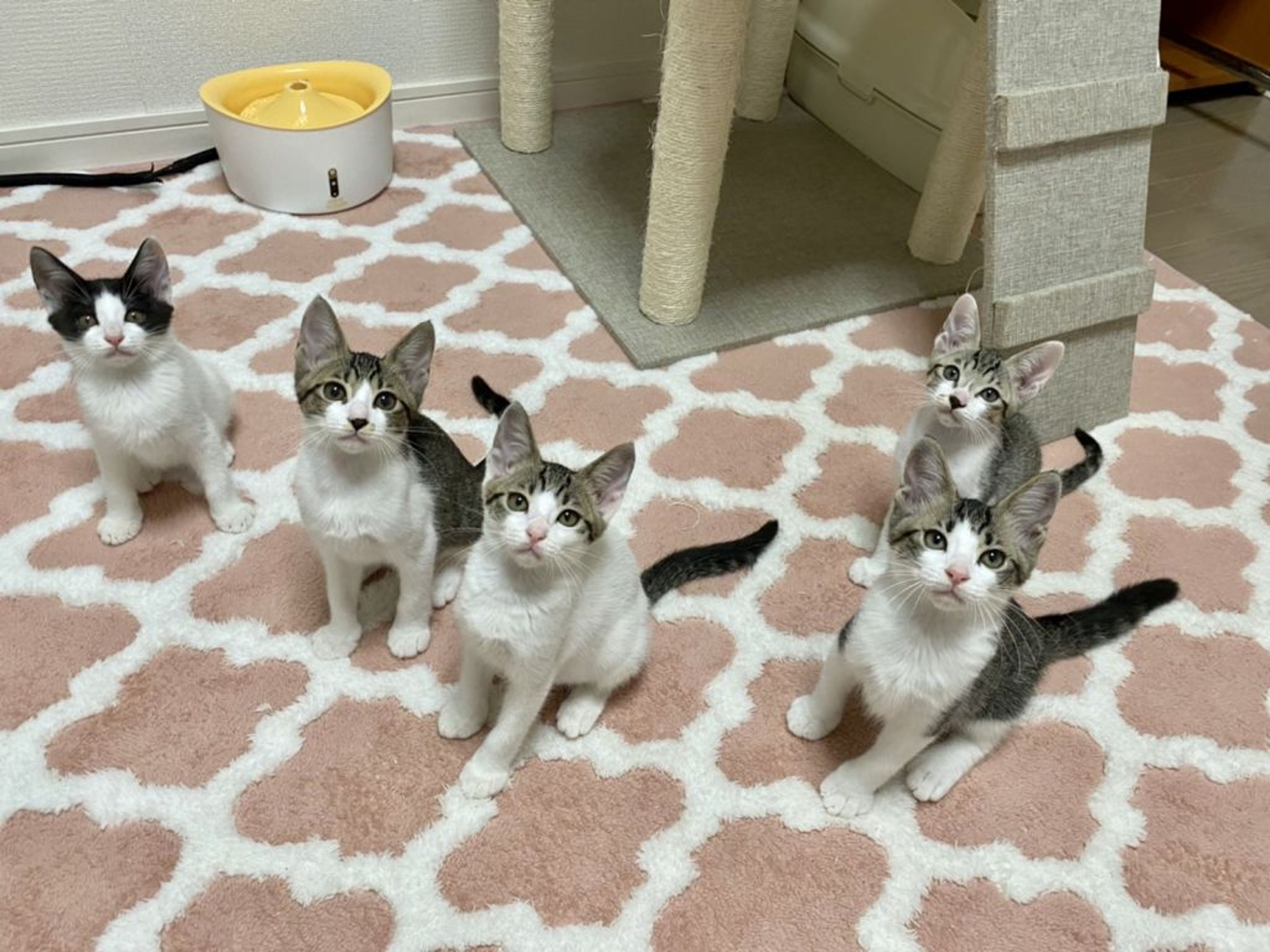 pet-image-9