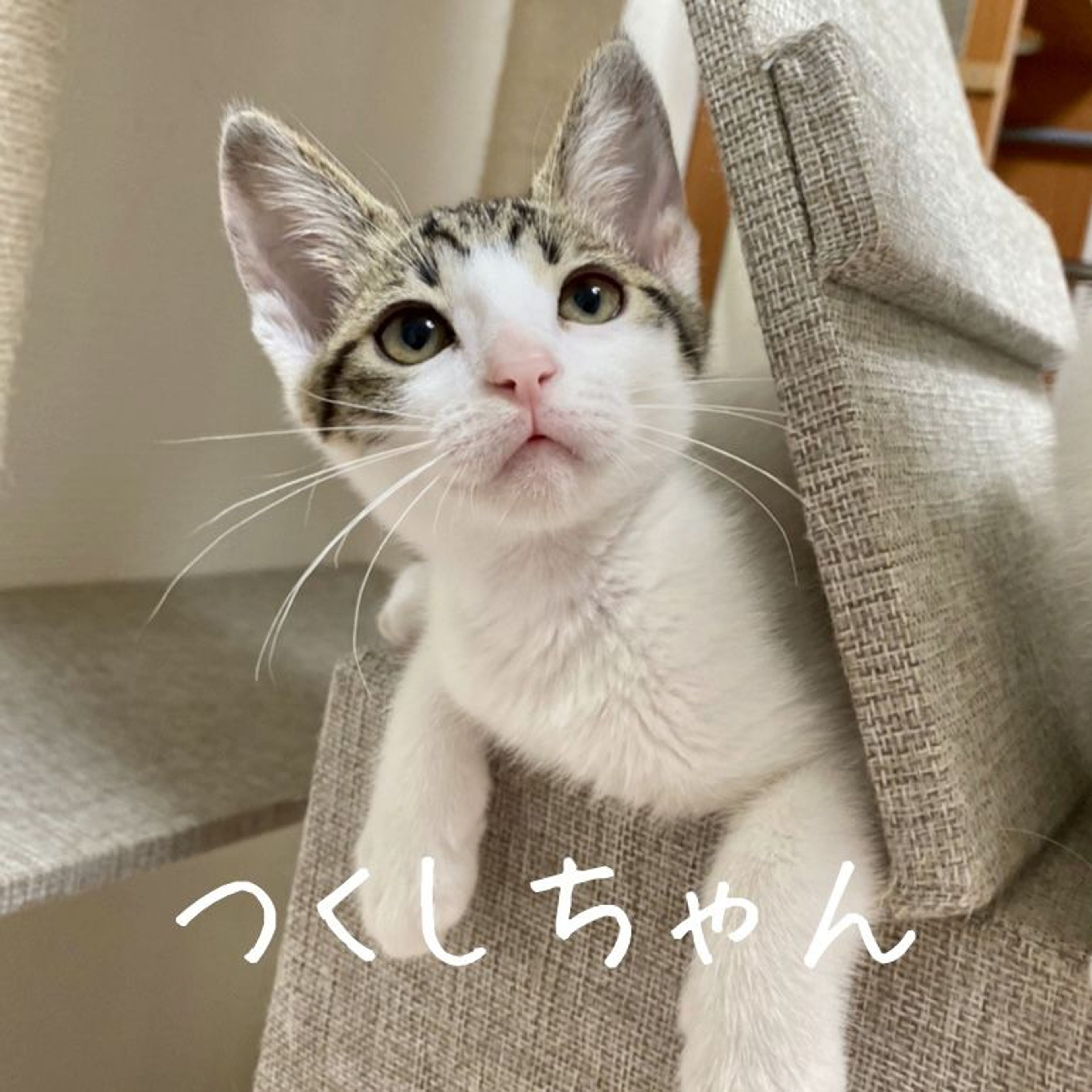雑種（ミックス猫）・オスの里親募集の写真