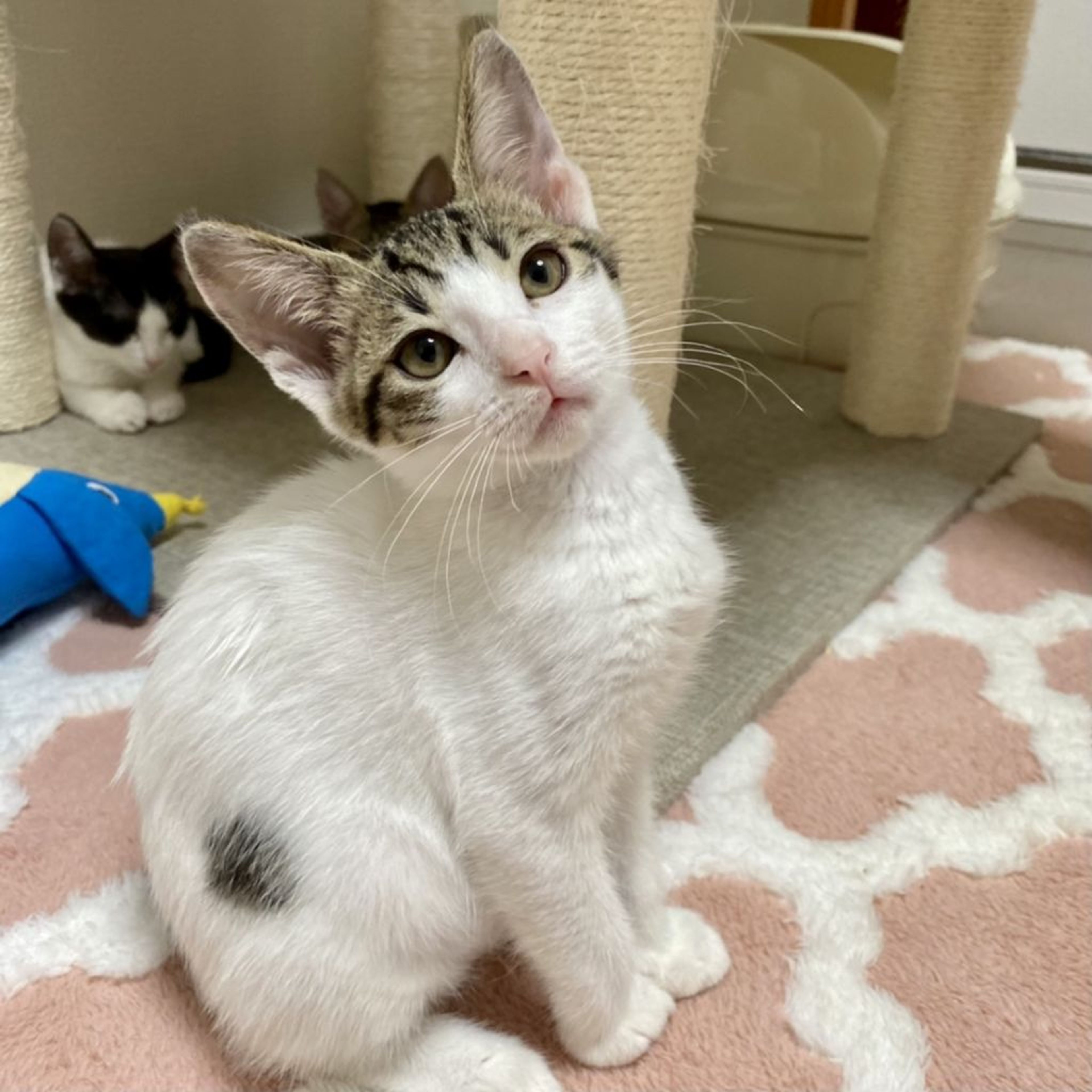 pet-image-2