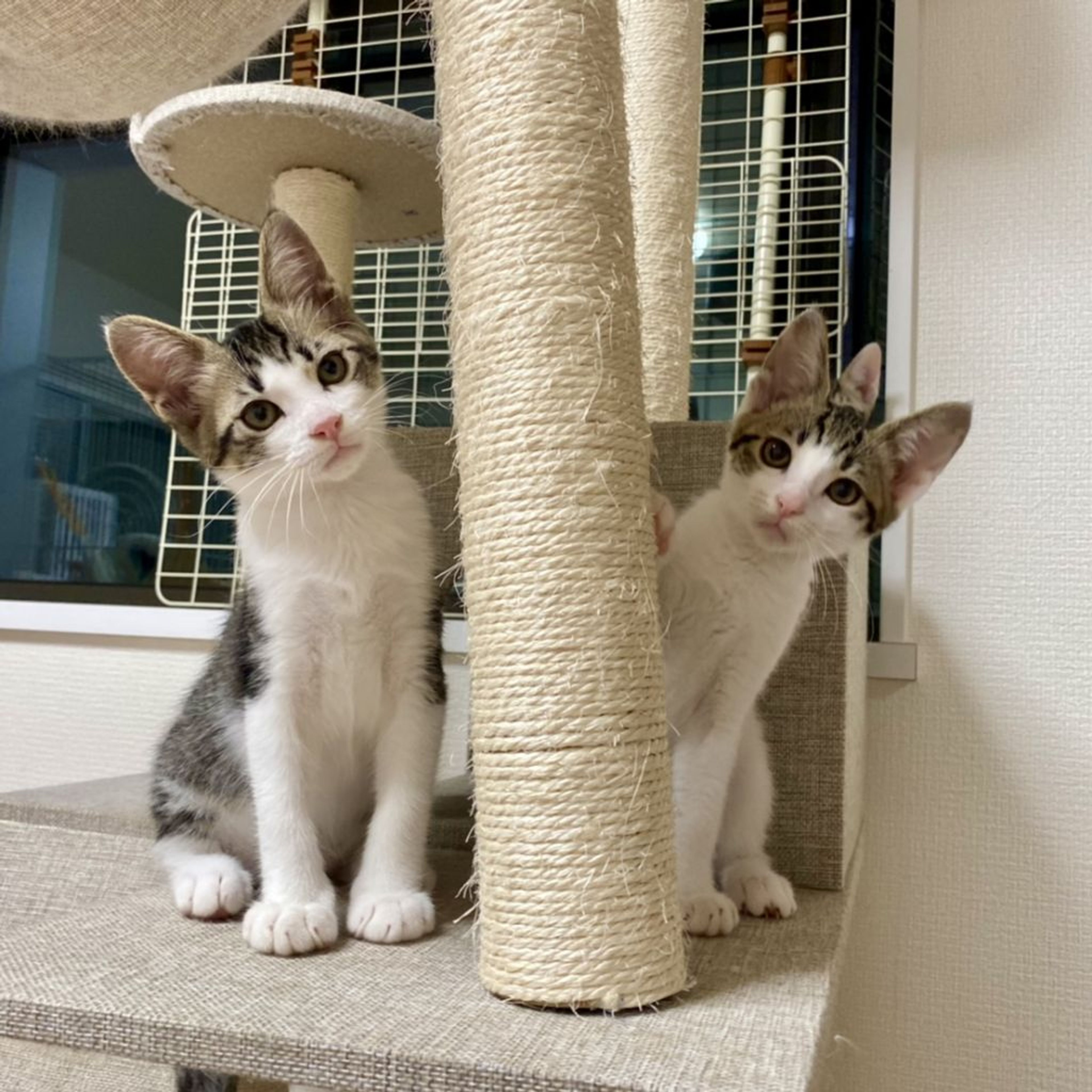 pet-image-5