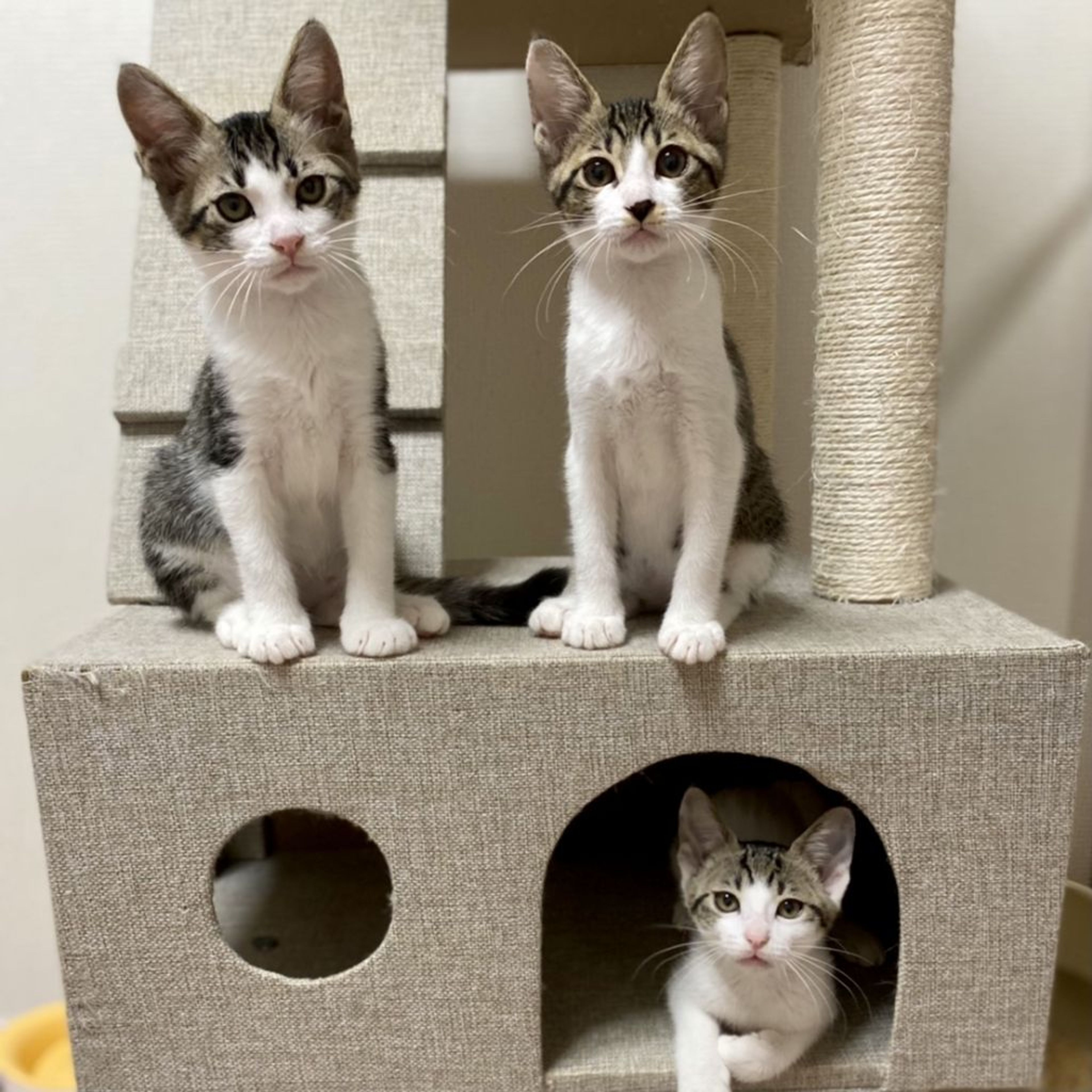 pet-image-8