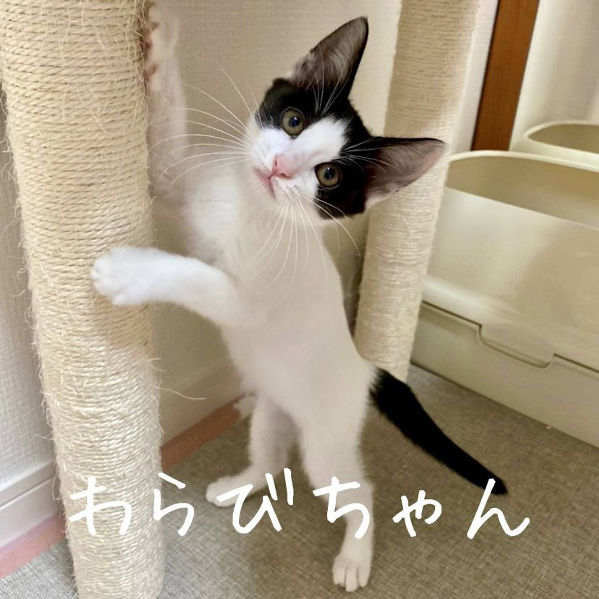 雑種（ミックス猫）・メスの里親募集の写真