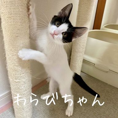 わらびの写真