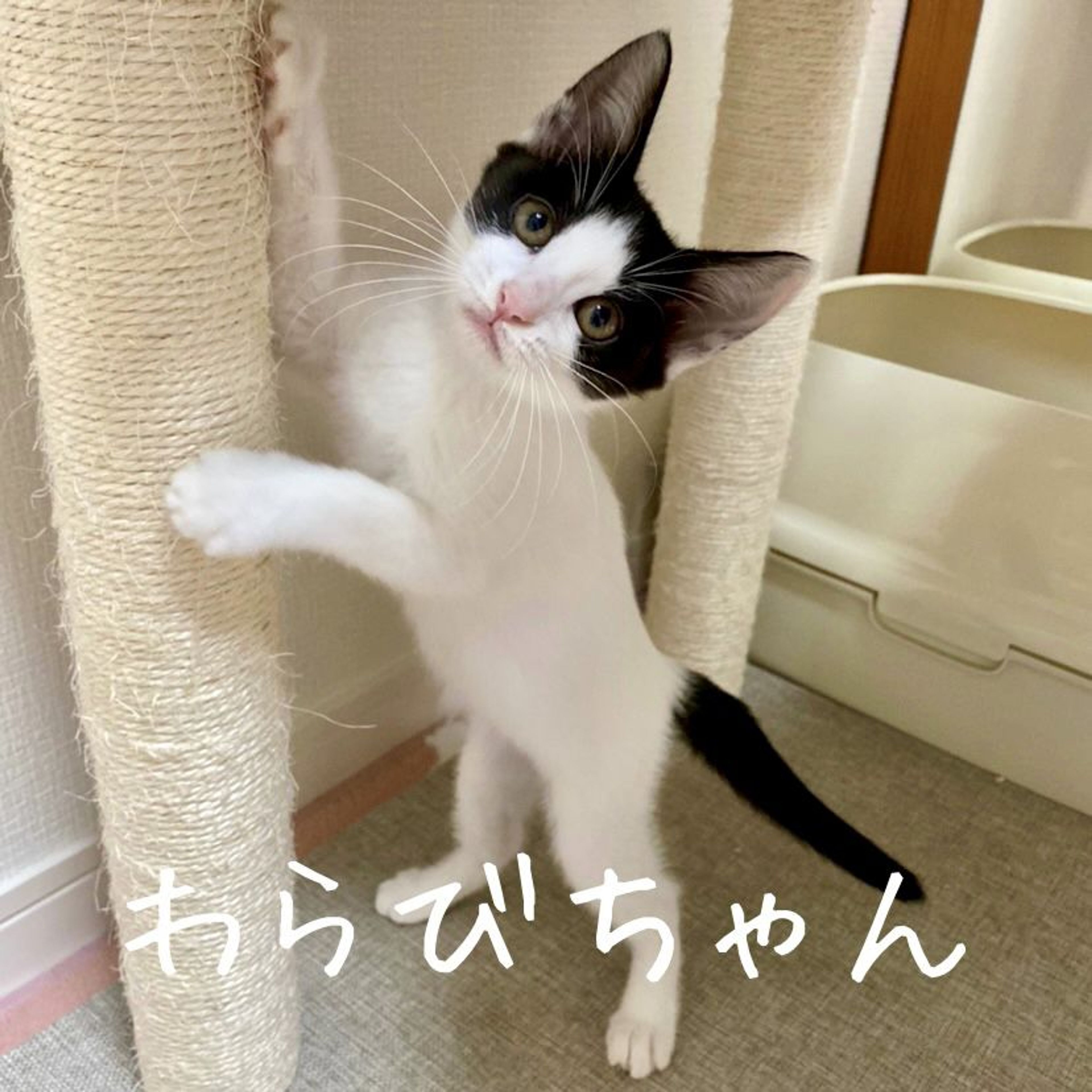 雑種（ミックス猫）・メスの里親募集の写真