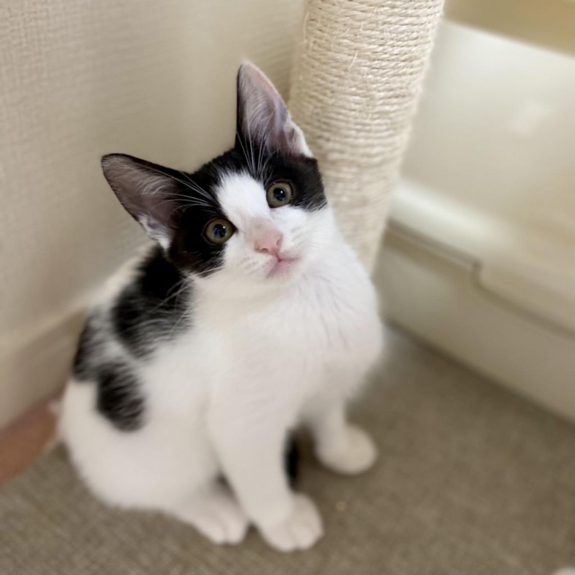 pet-image-2