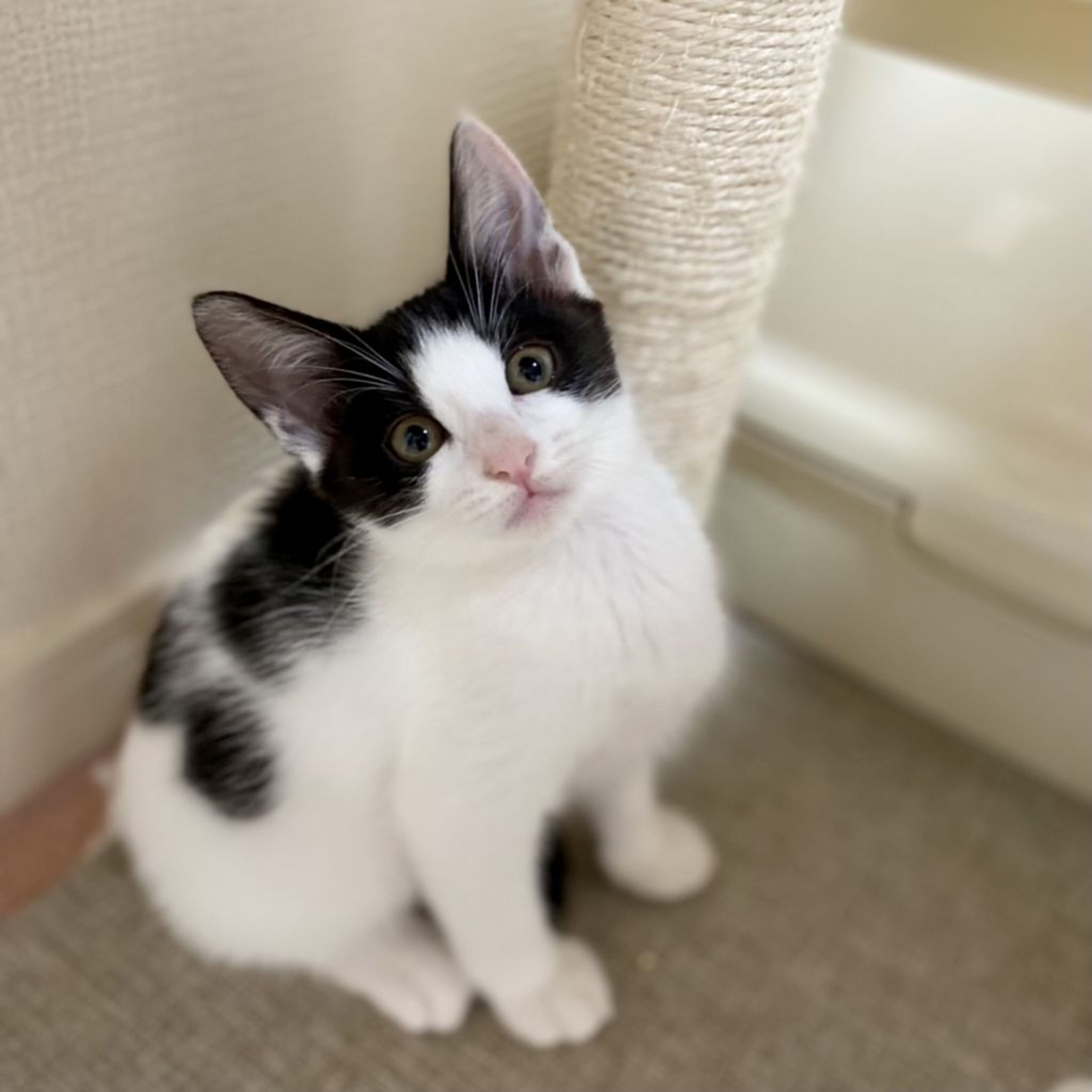pet-image-2