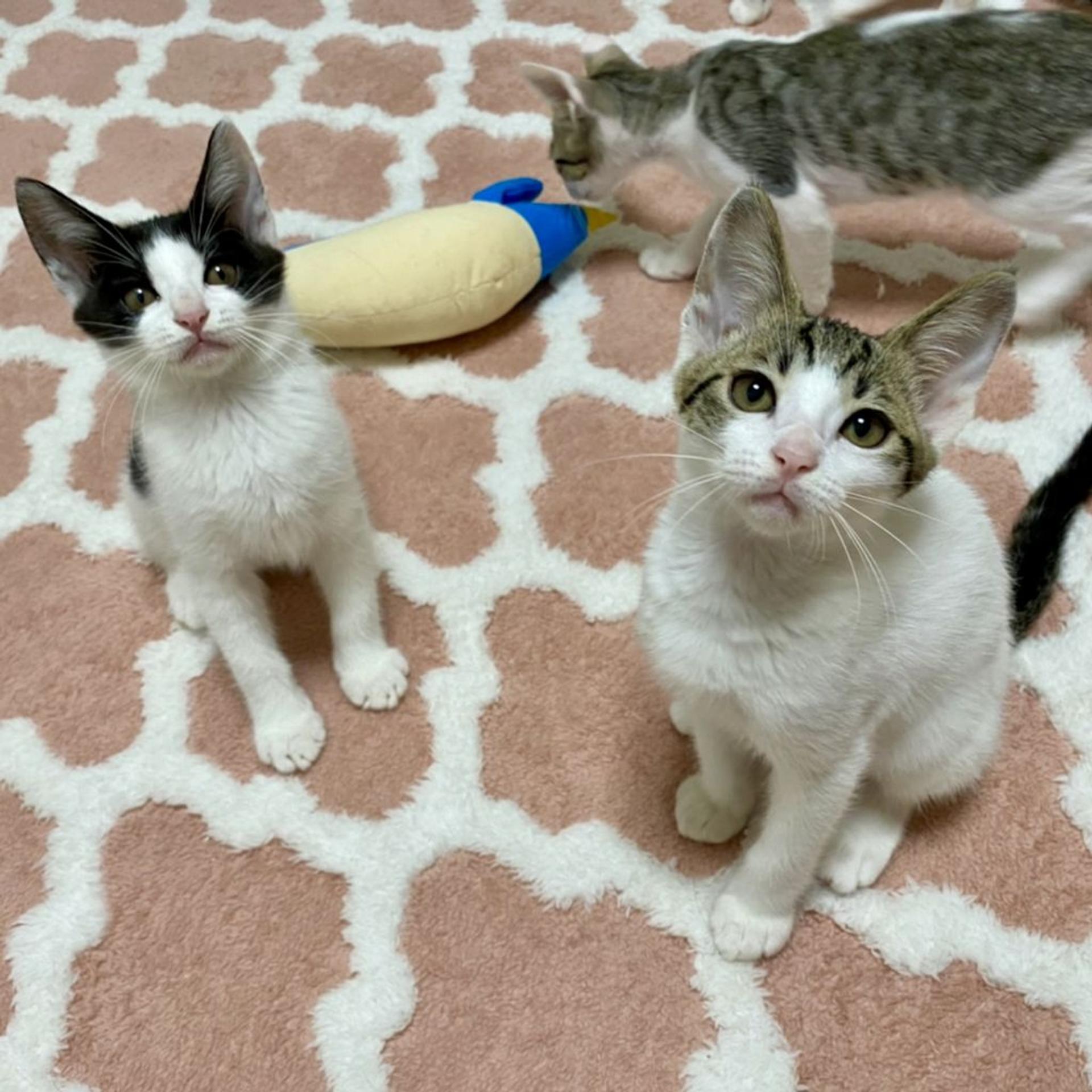 pet-image-4
