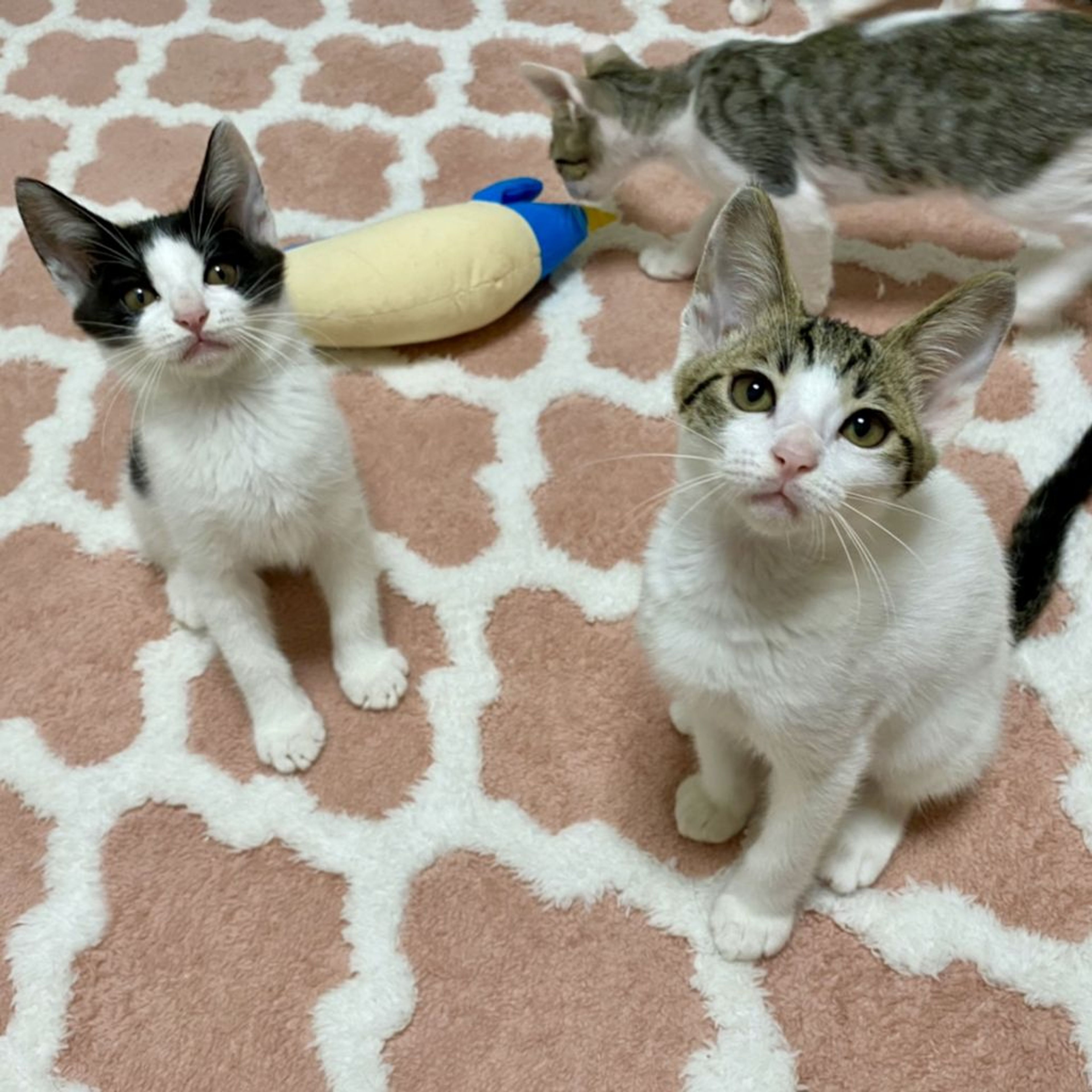 pet-image-4