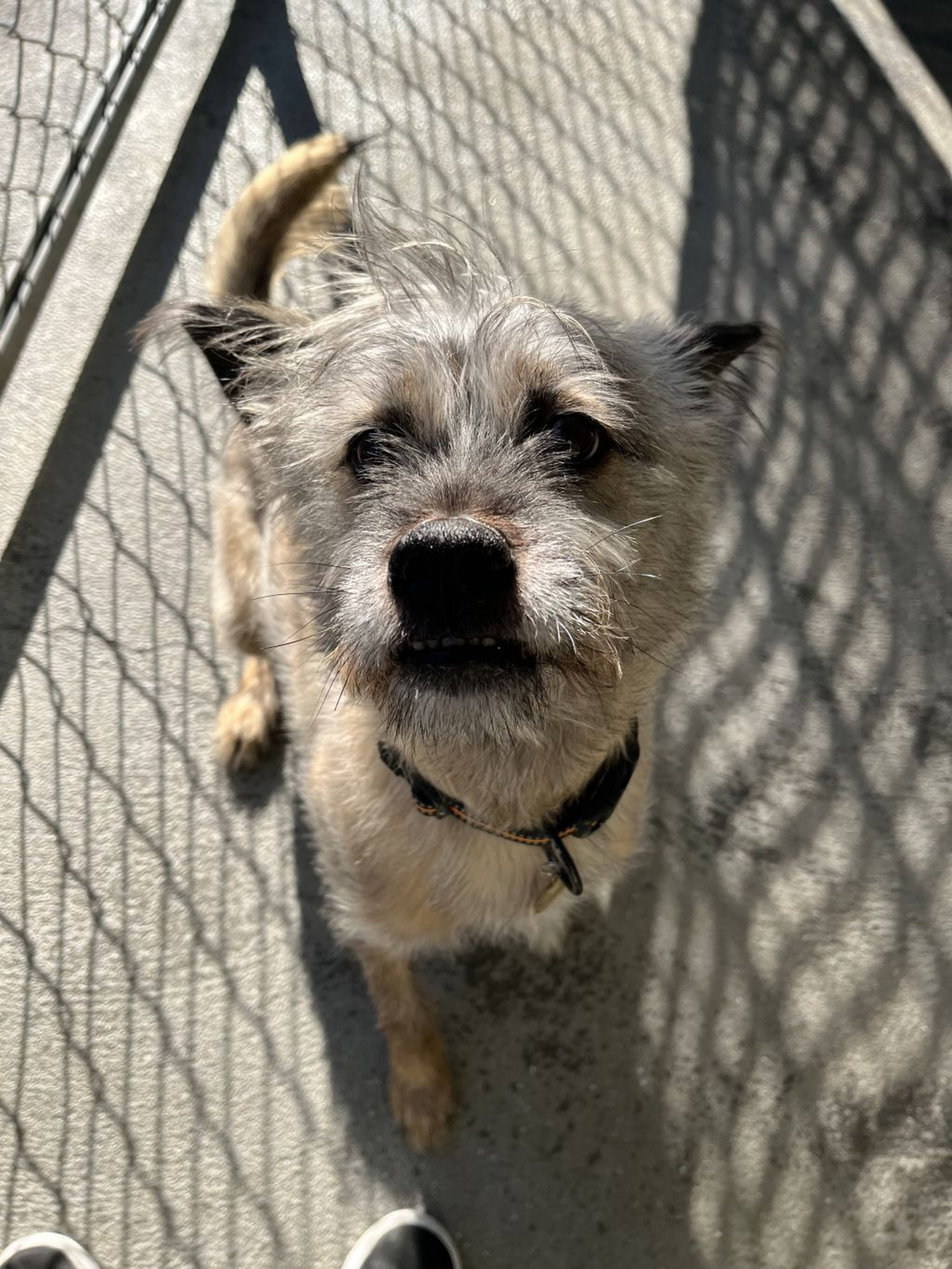 雑種（ミックス犬）・オスの里親募集の写真