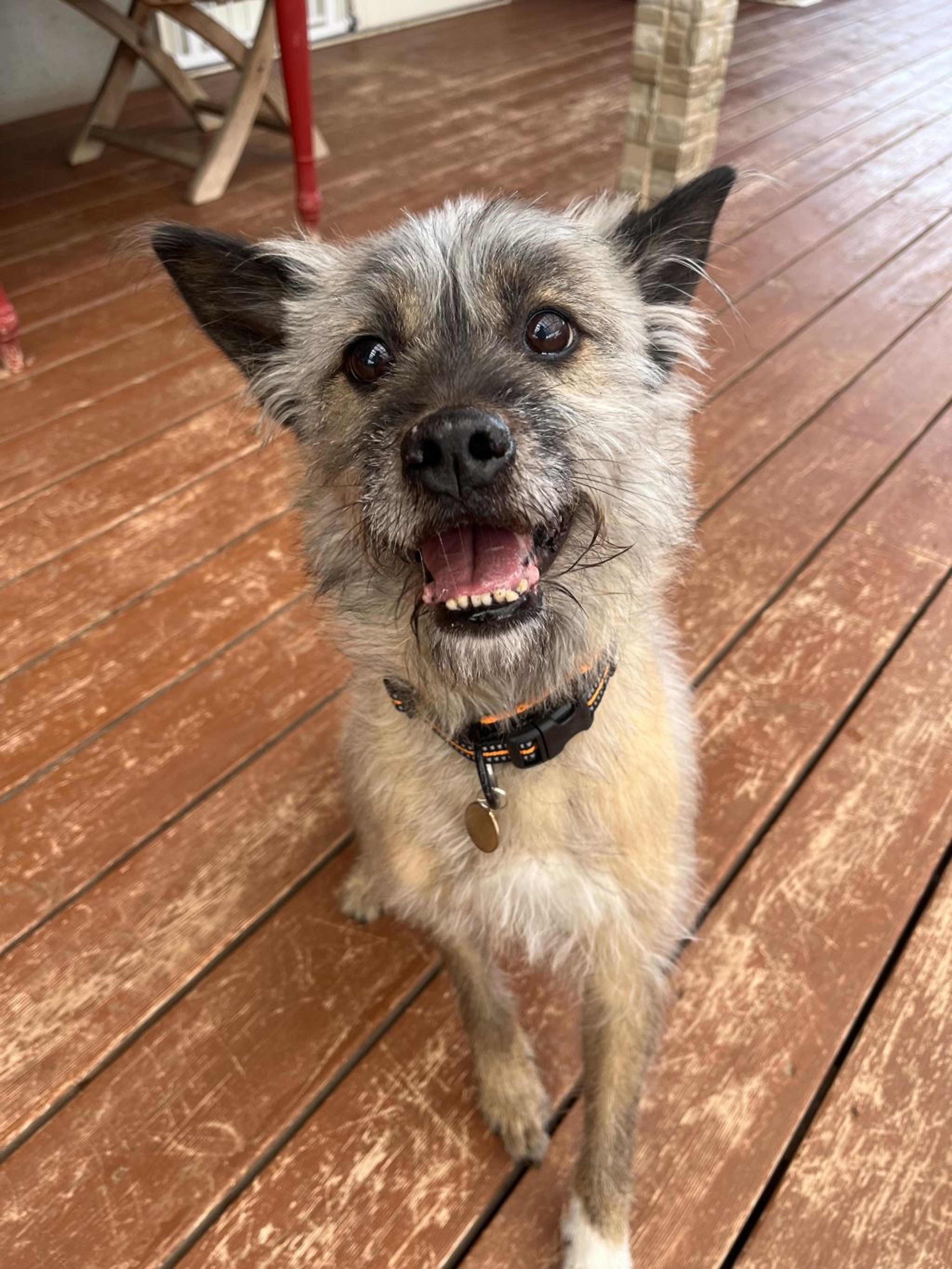 pet-image-3
