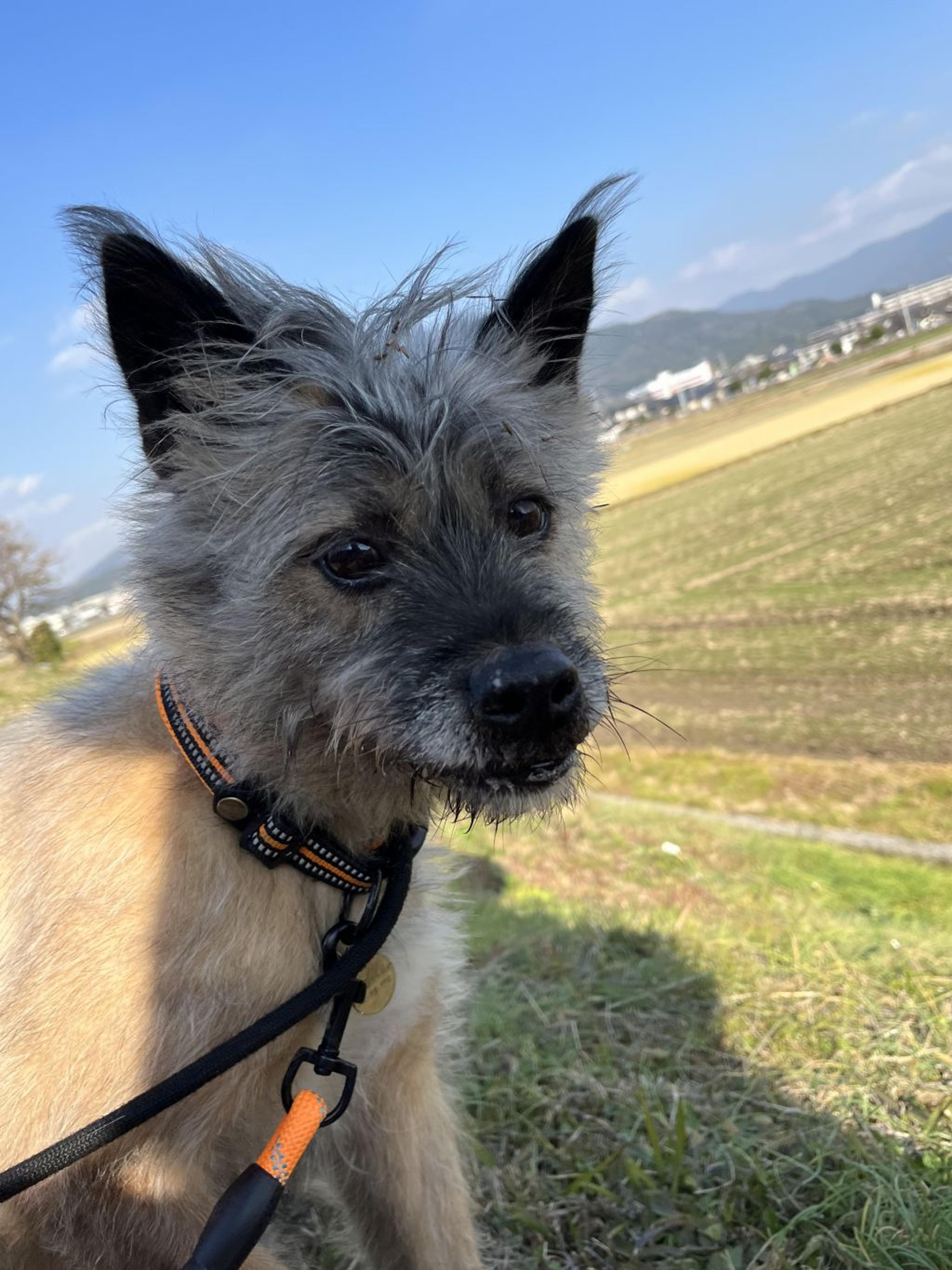 pet-image-4