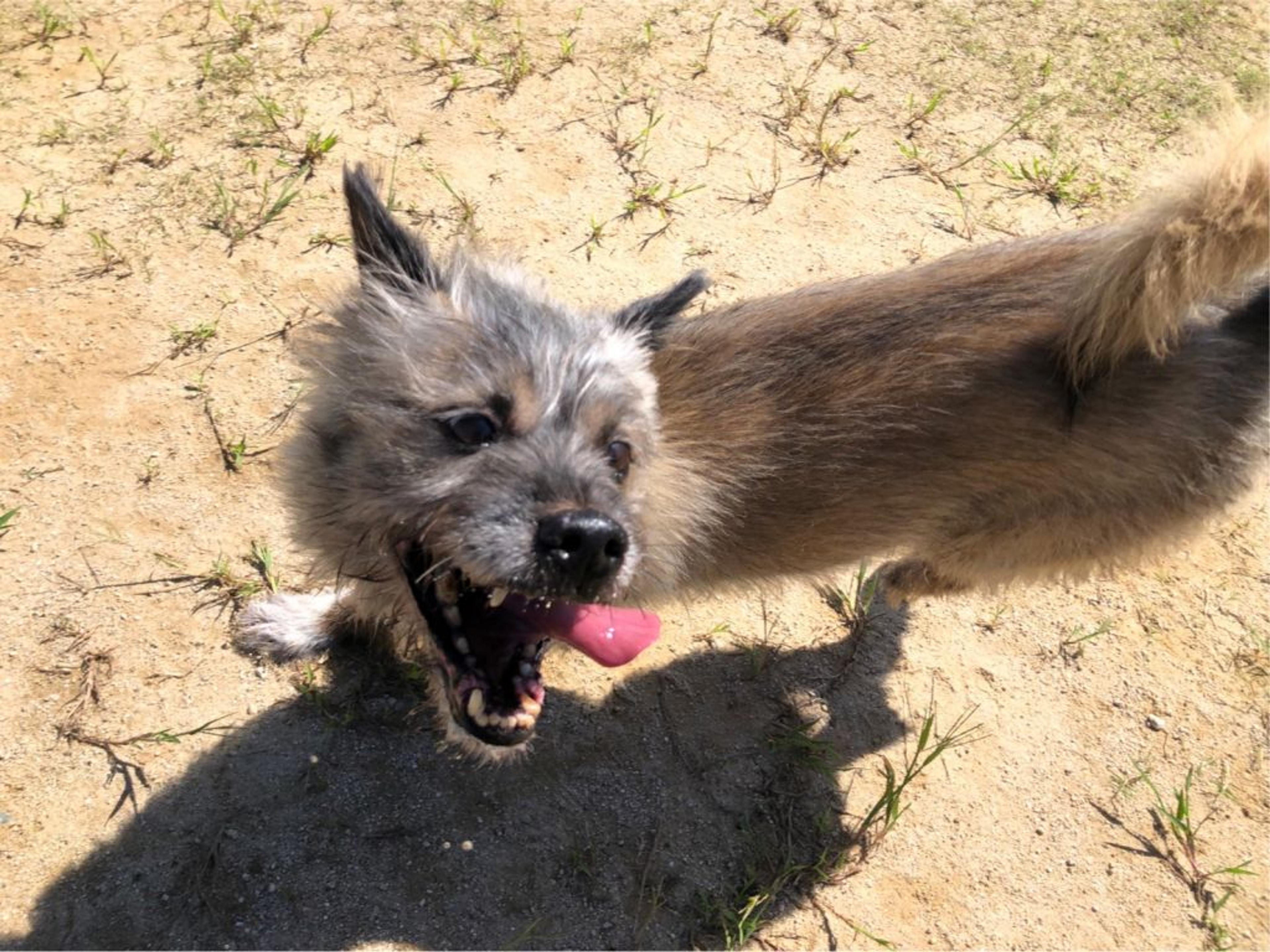 pet-image-6