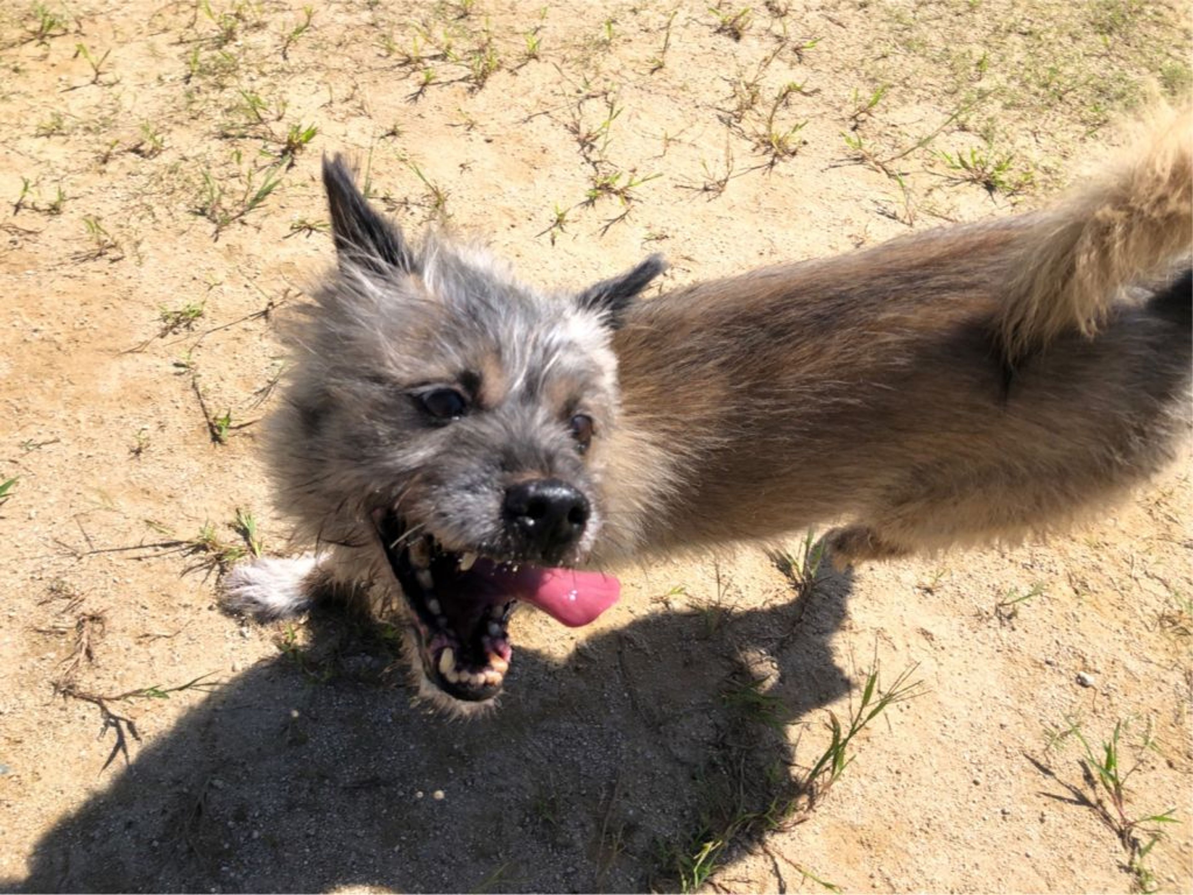 pet-image-6
