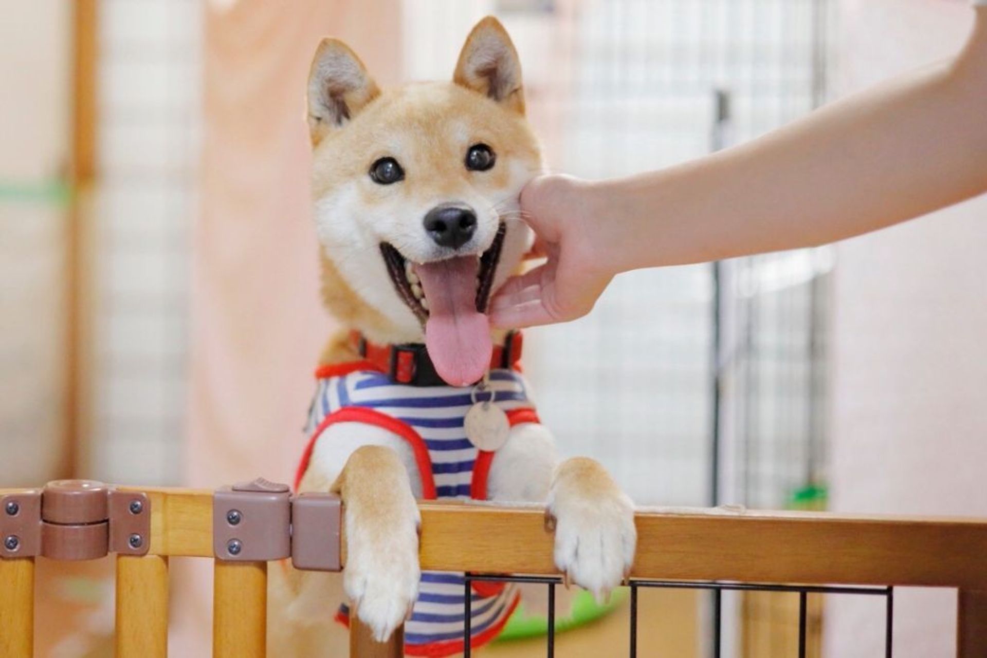 柴犬・オスの里親募集の写真
