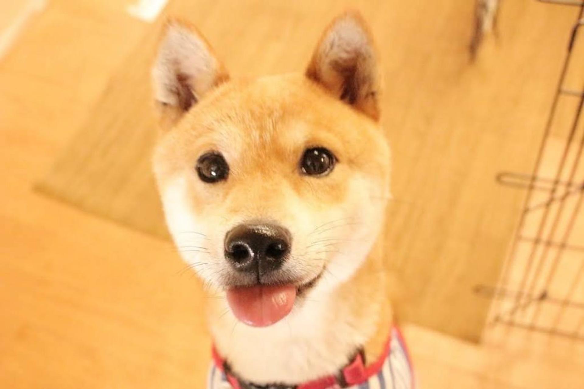 pet-image-4