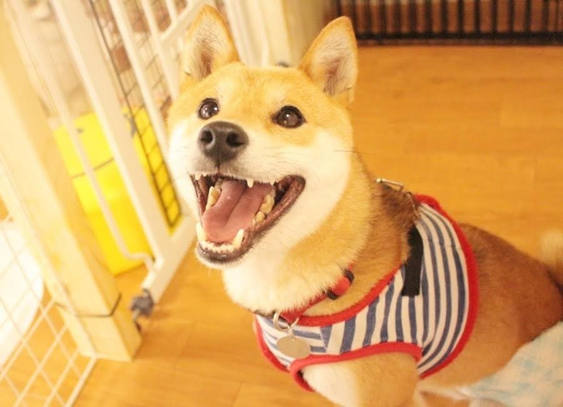 pet-image-6