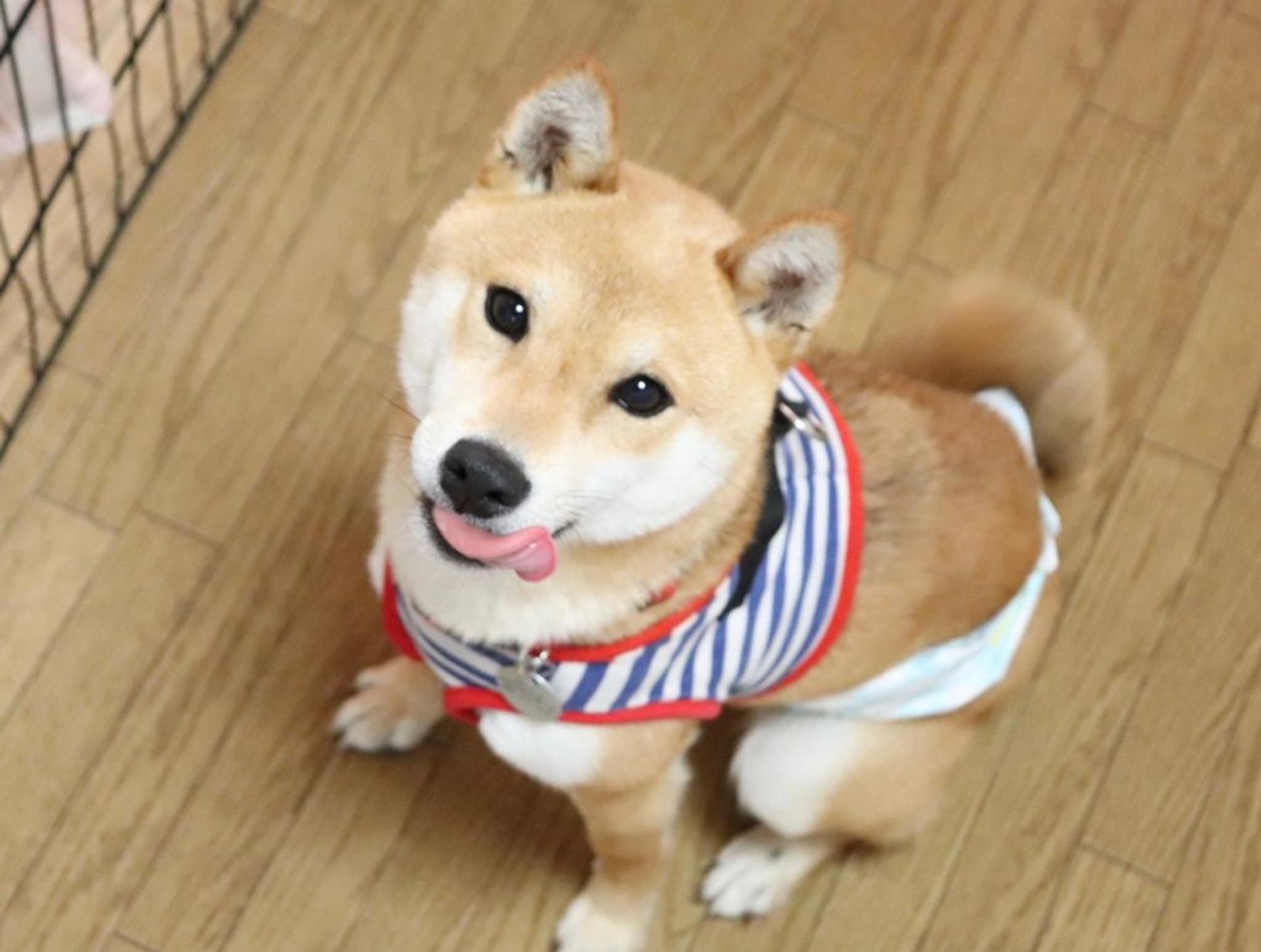pet-image-8
