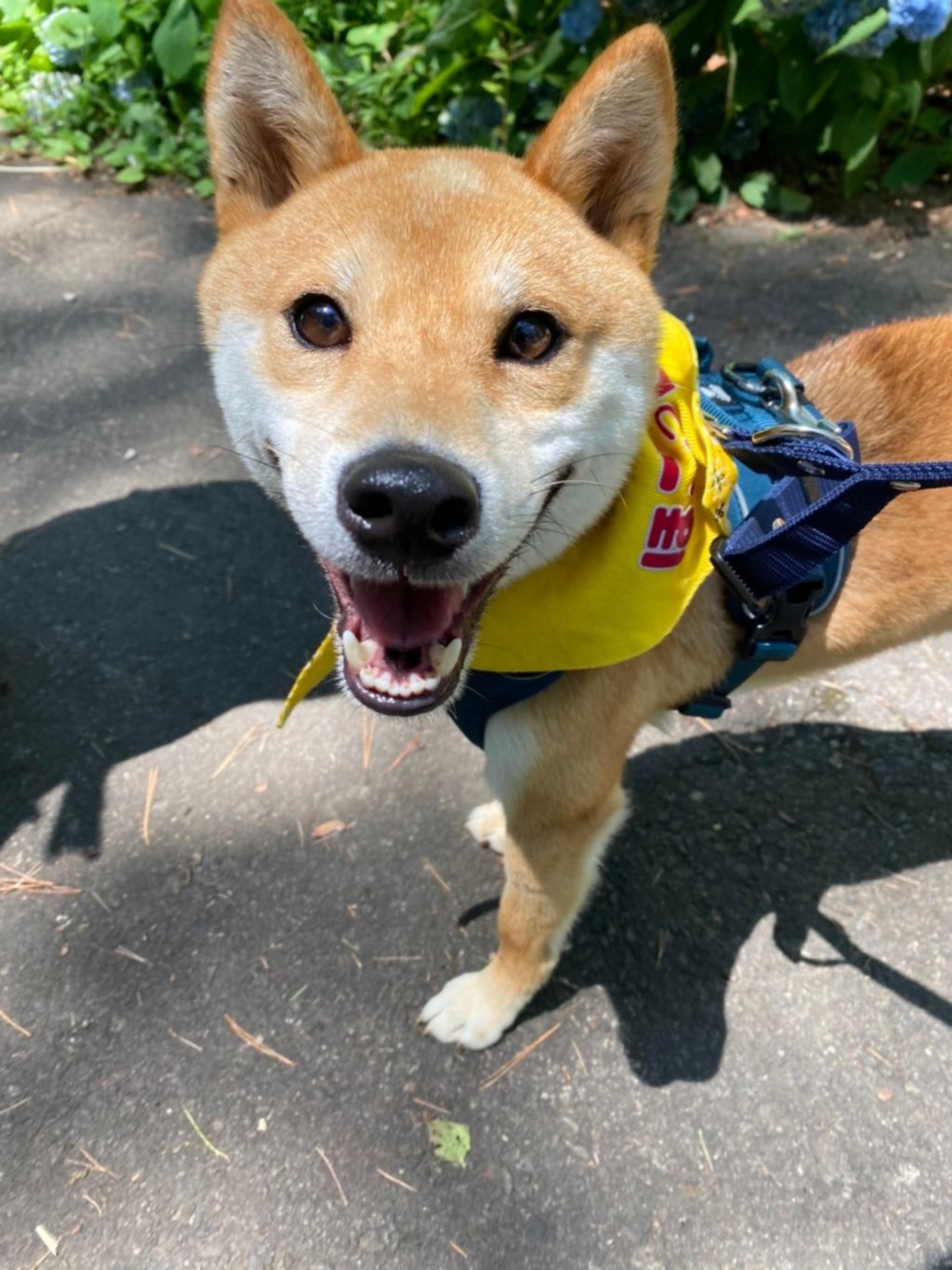 pet-image-9