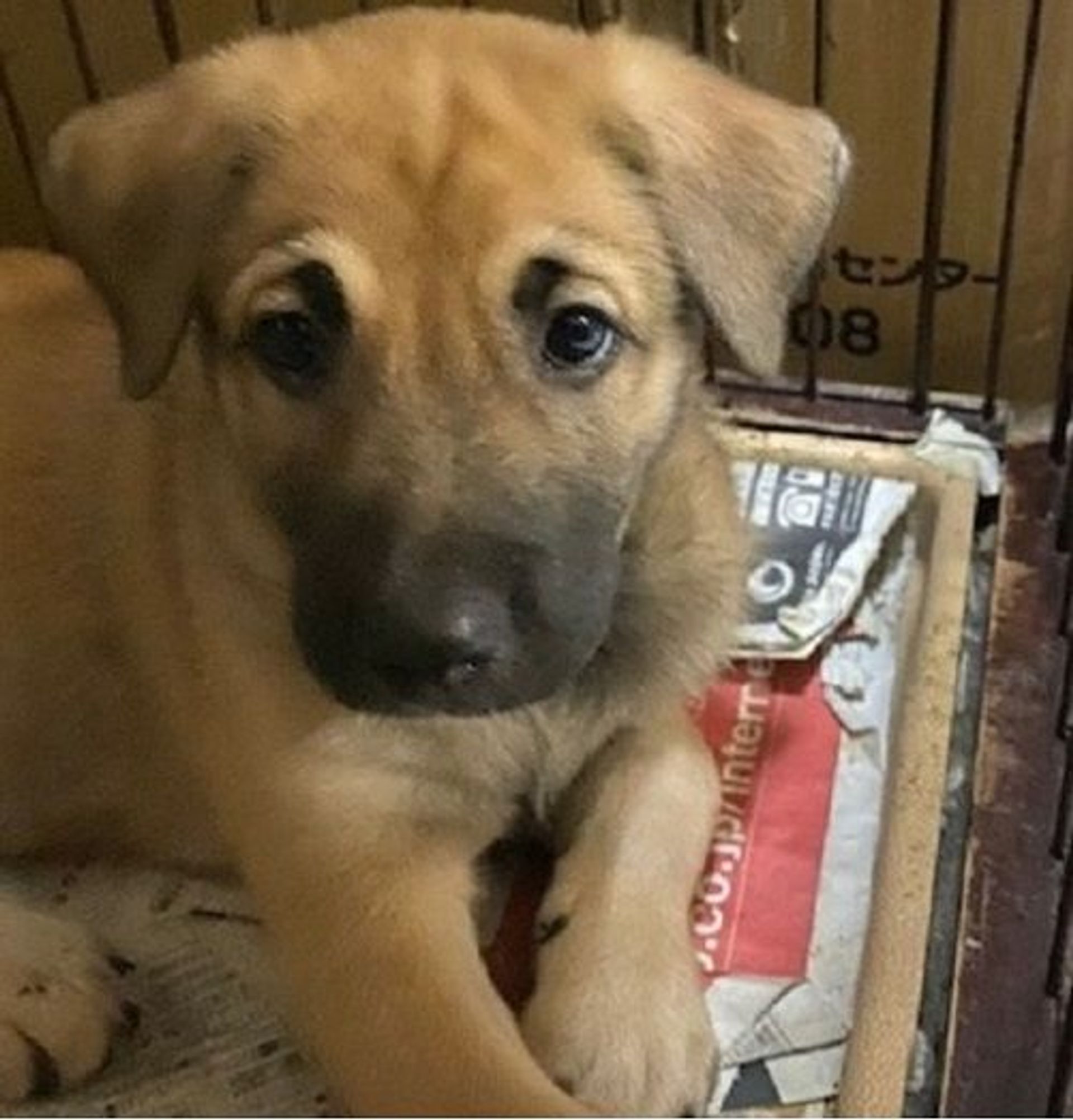 雑種（ミックス犬）・オスの里親募集の写真