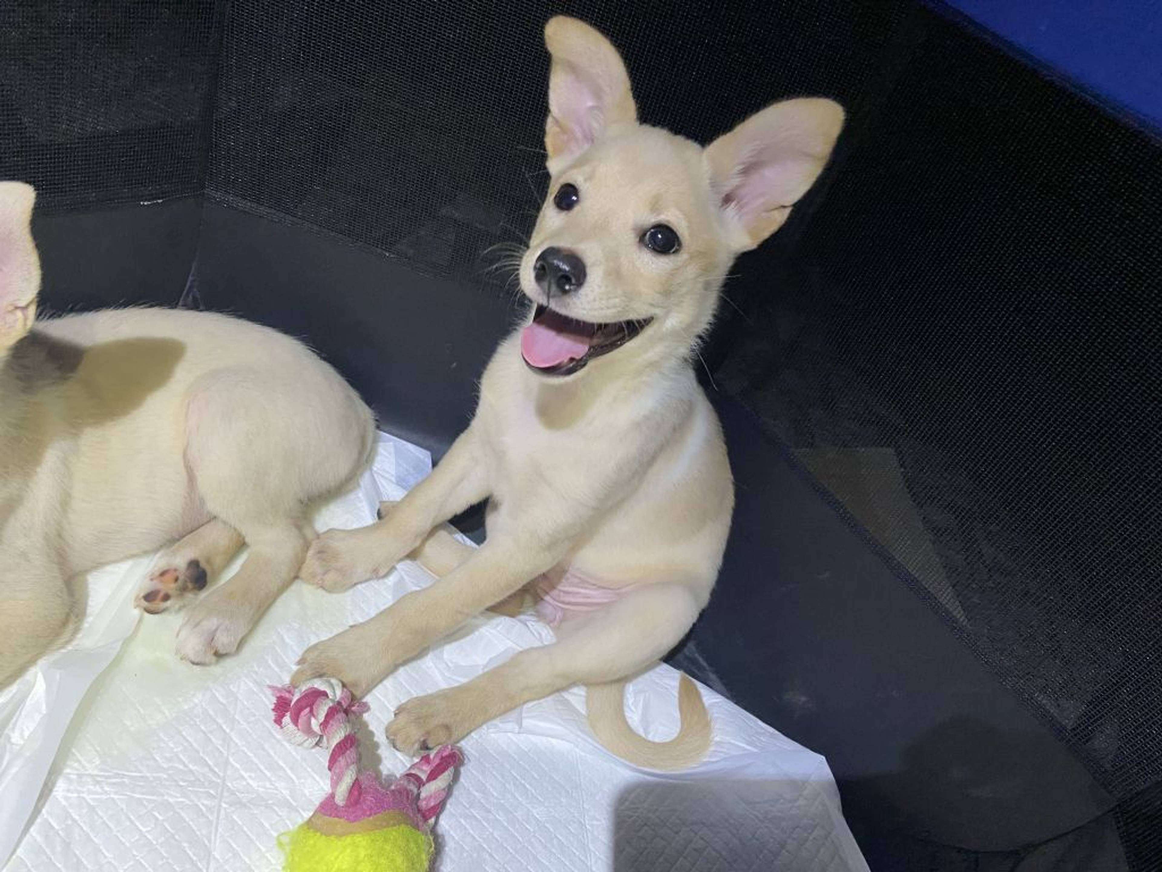 雑種（ミックス犬）・メスの里親募集の写真
