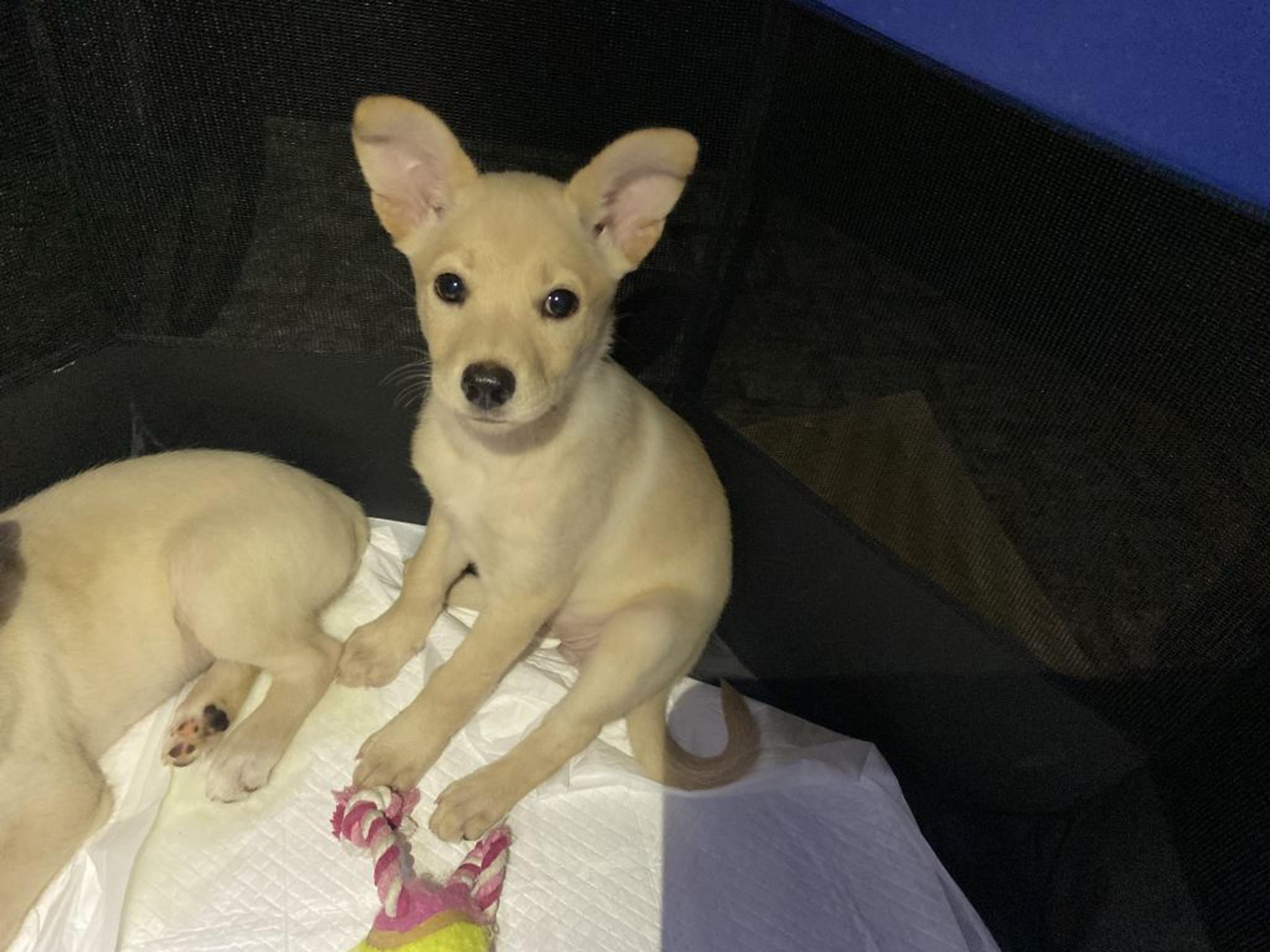 pet-image-2