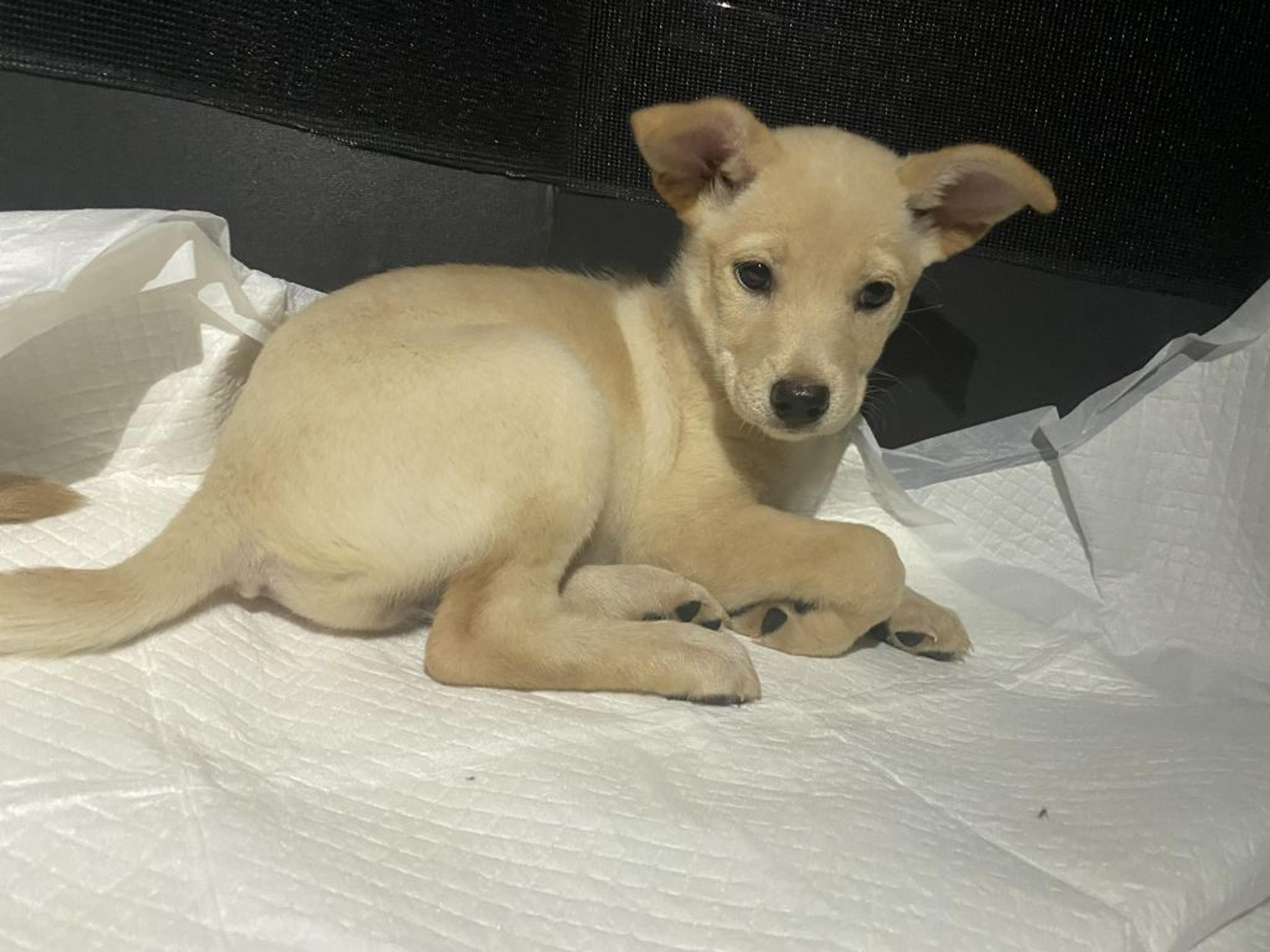 pet-image-3