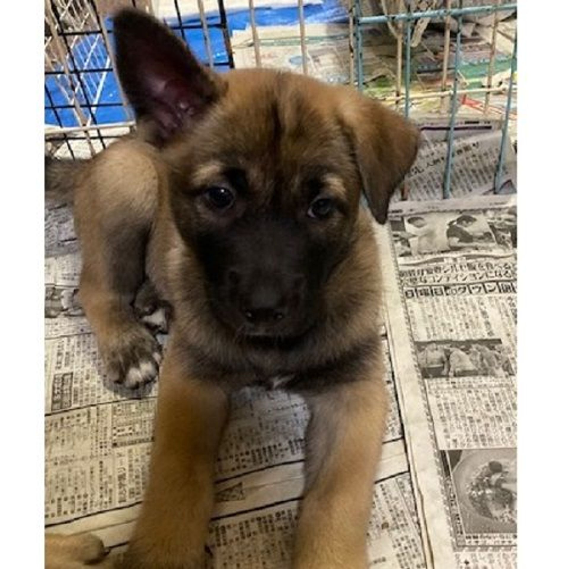 雑種（ミックス犬）・オスの里親募集の写真
