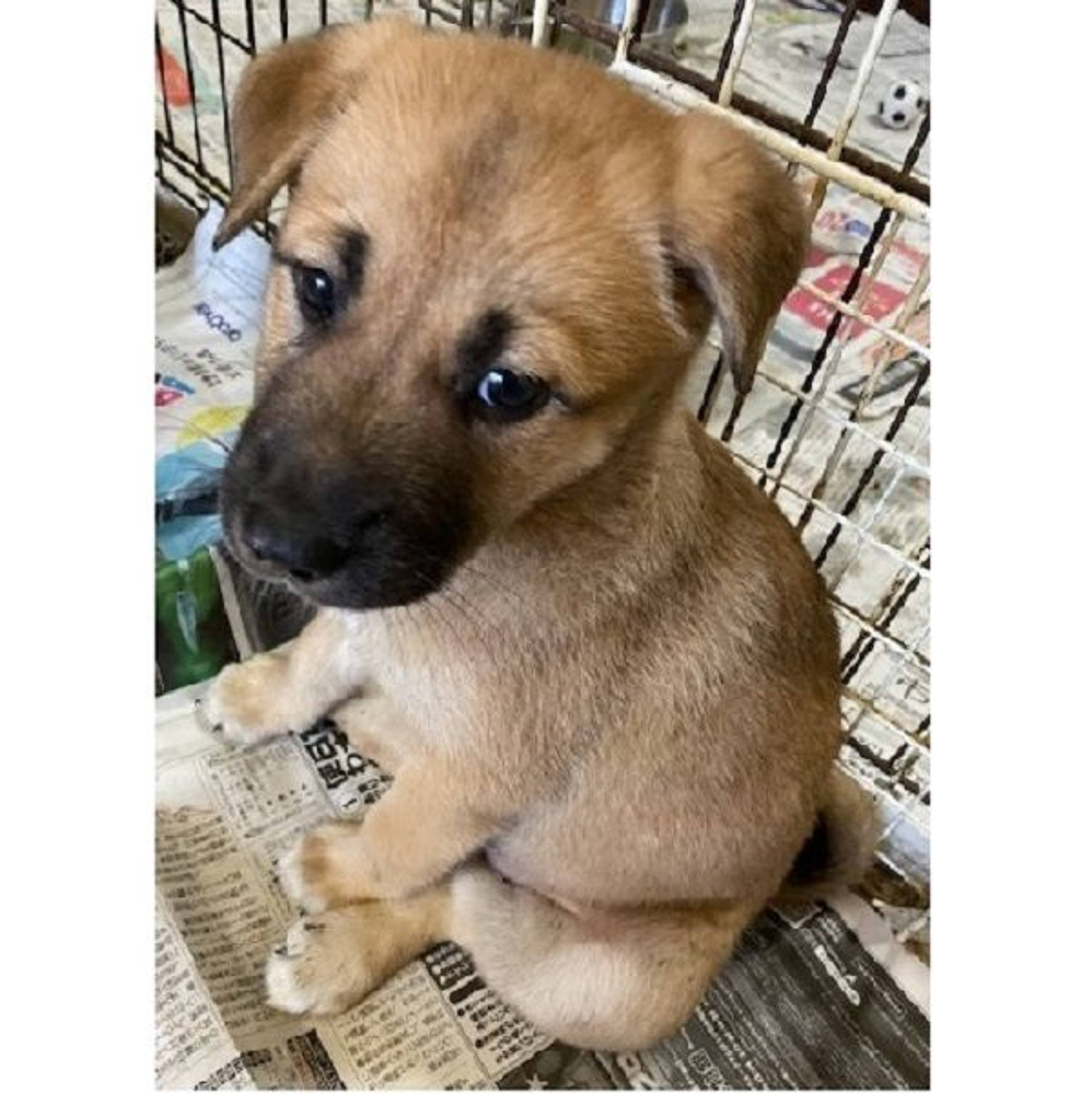雑種（ミックス犬）・オスの里親募集の写真