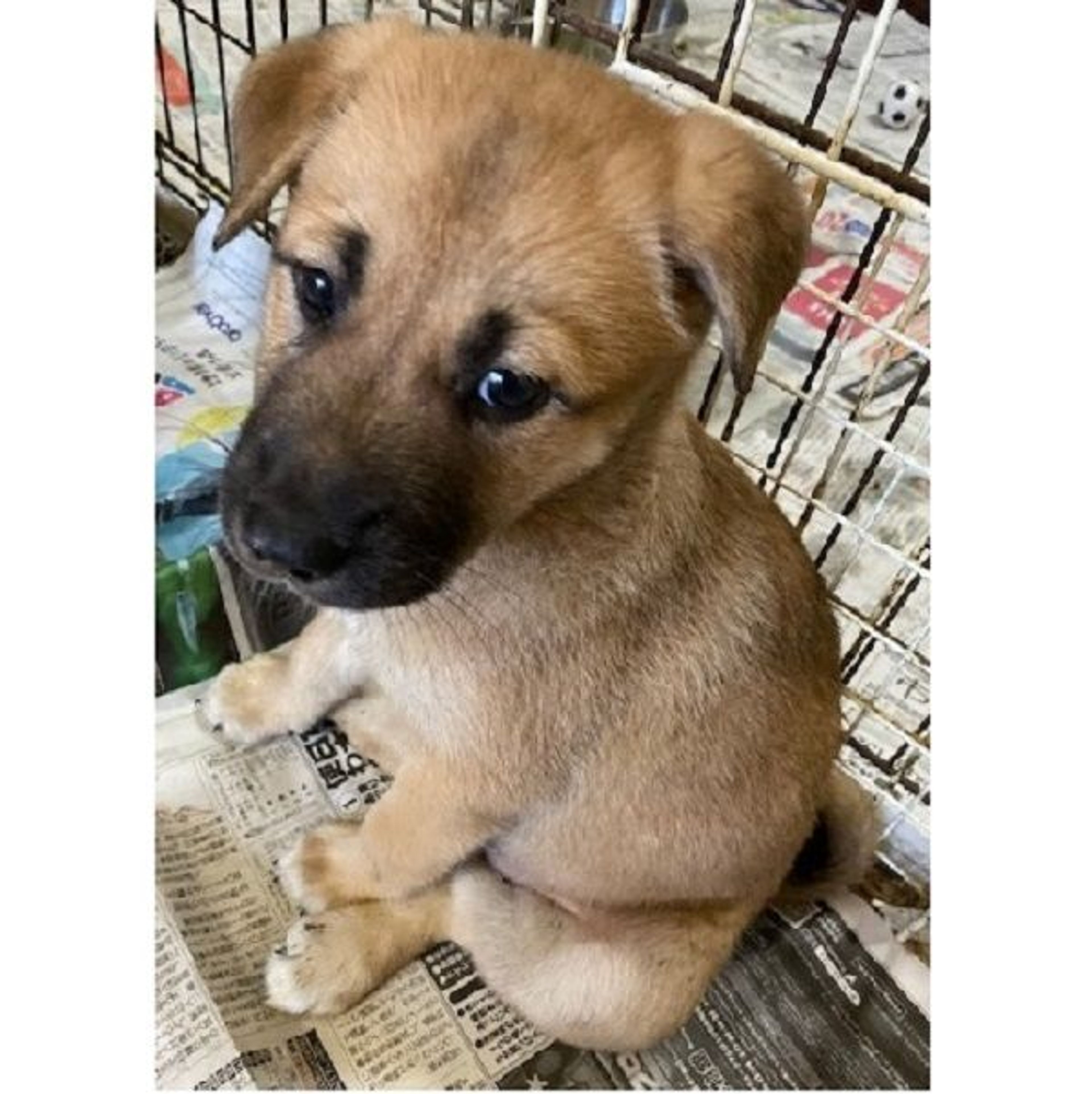 雑種（ミックス犬）・オスの里親募集の写真