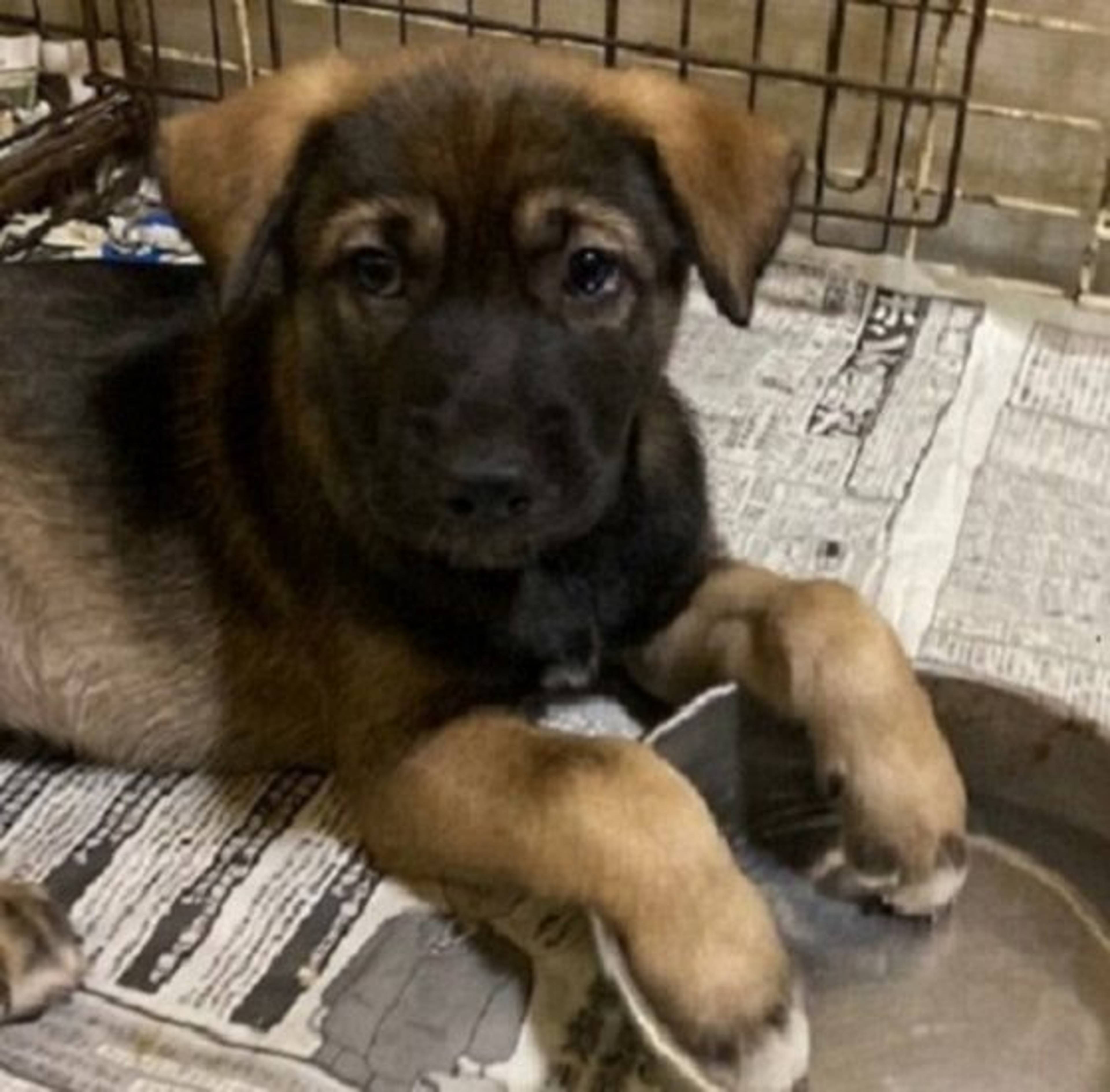 雑種（ミックス犬）・オスの里親募集の写真
