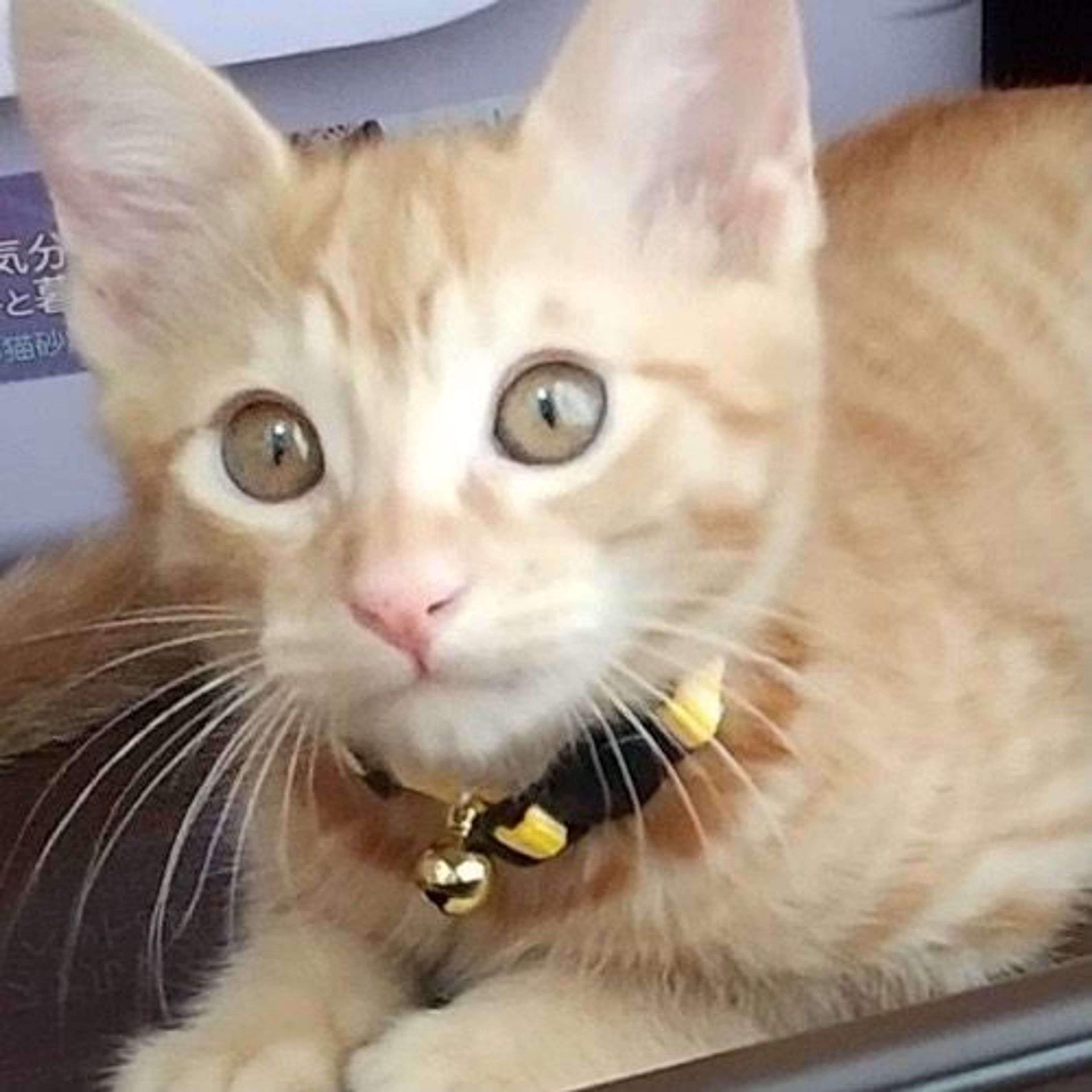 雑種（ミックス猫）・オスの里親募集の写真