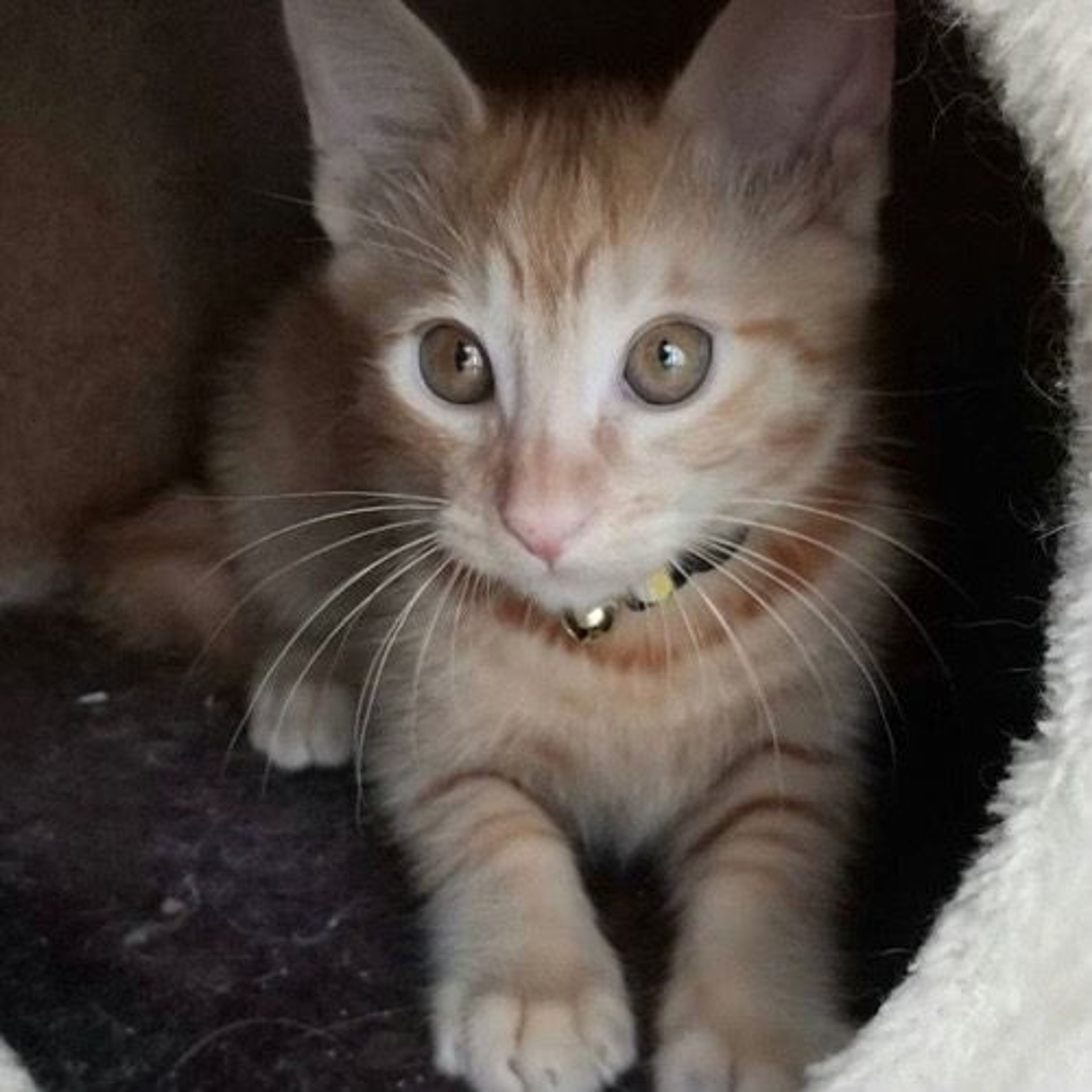 pet-image-6