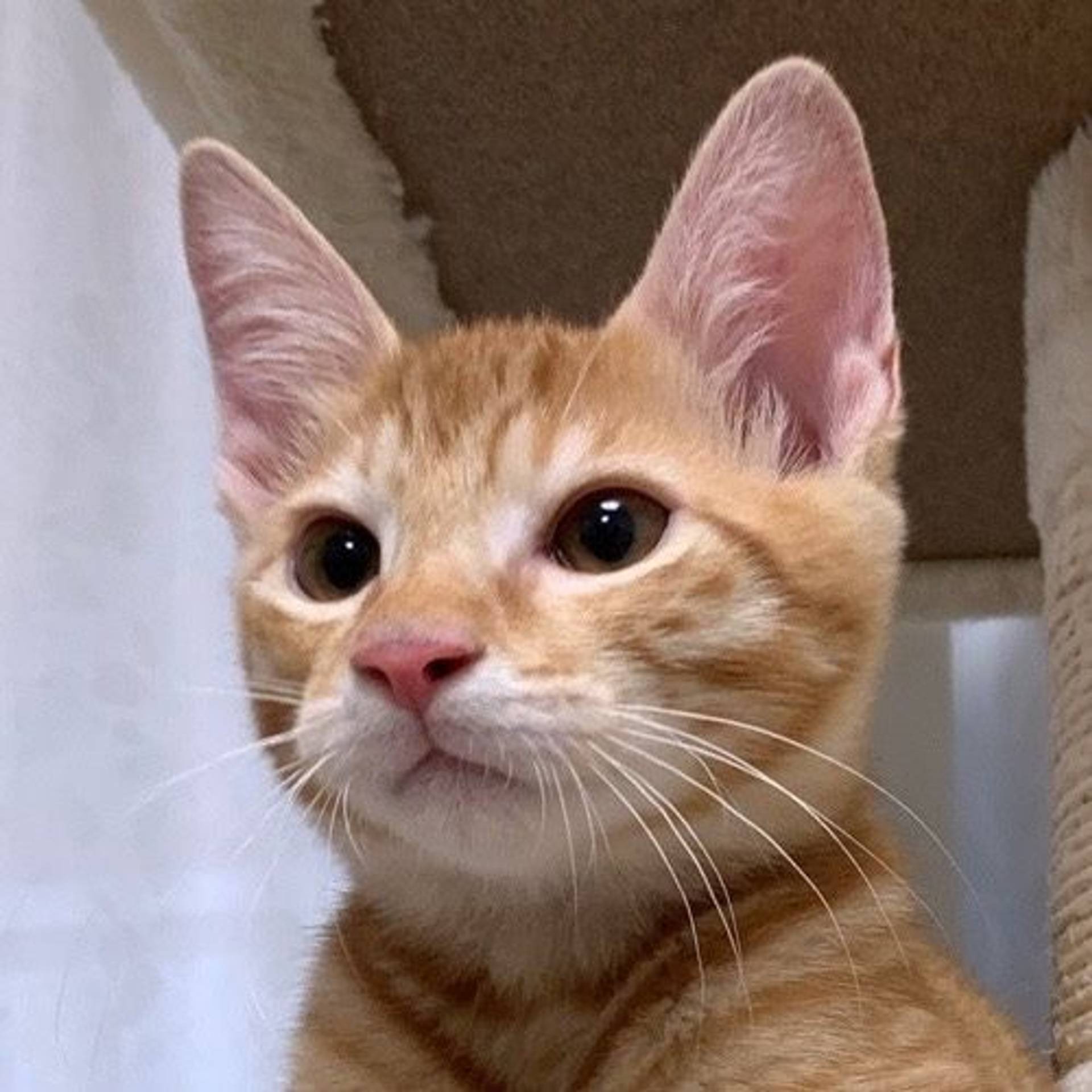 雑種（ミックス猫）・オスの里親募集の写真