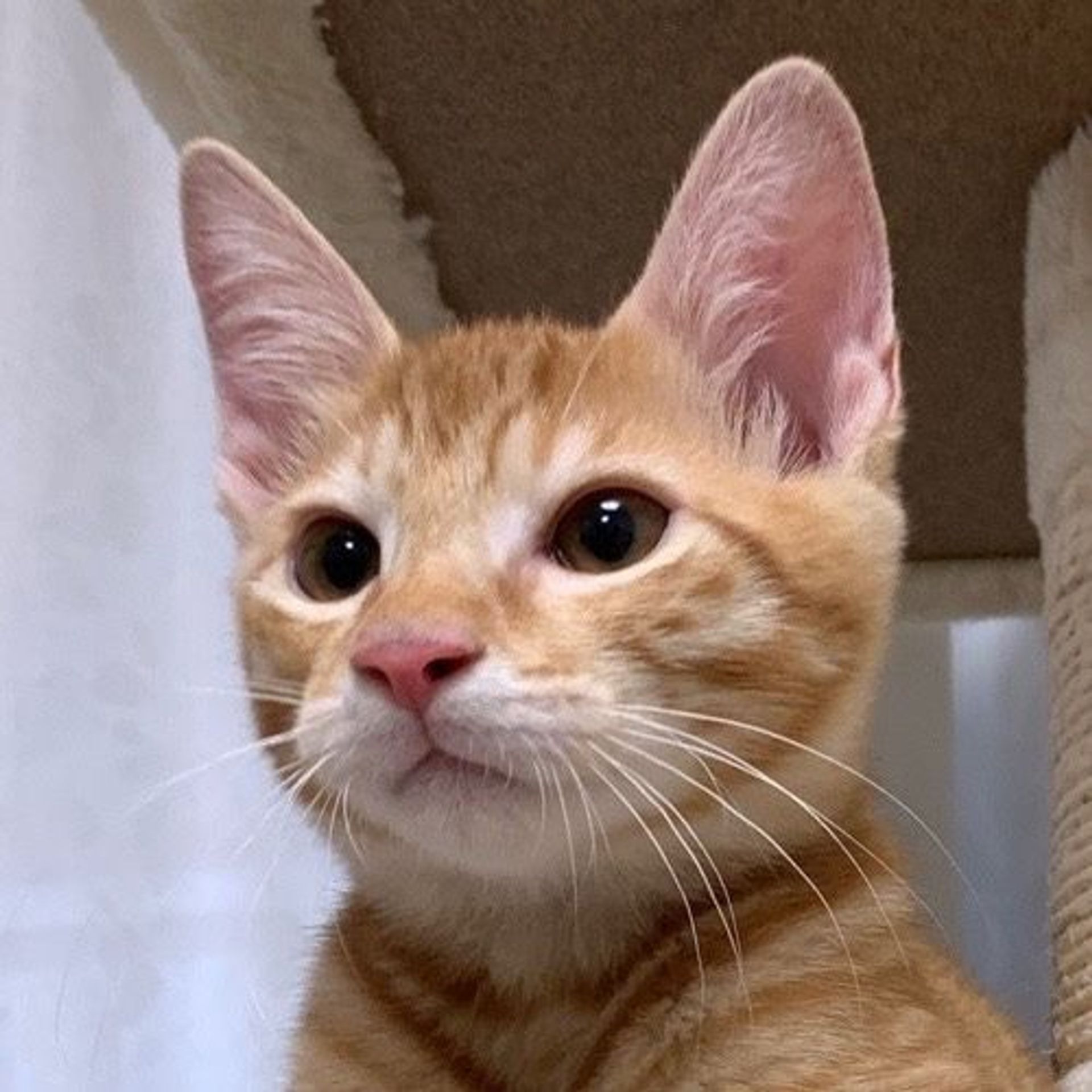 雑種（ミックス猫）・オスの里親募集の写真