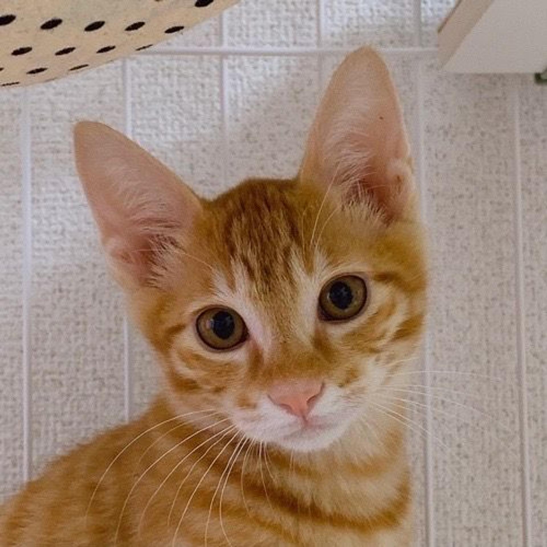 pet-image-2