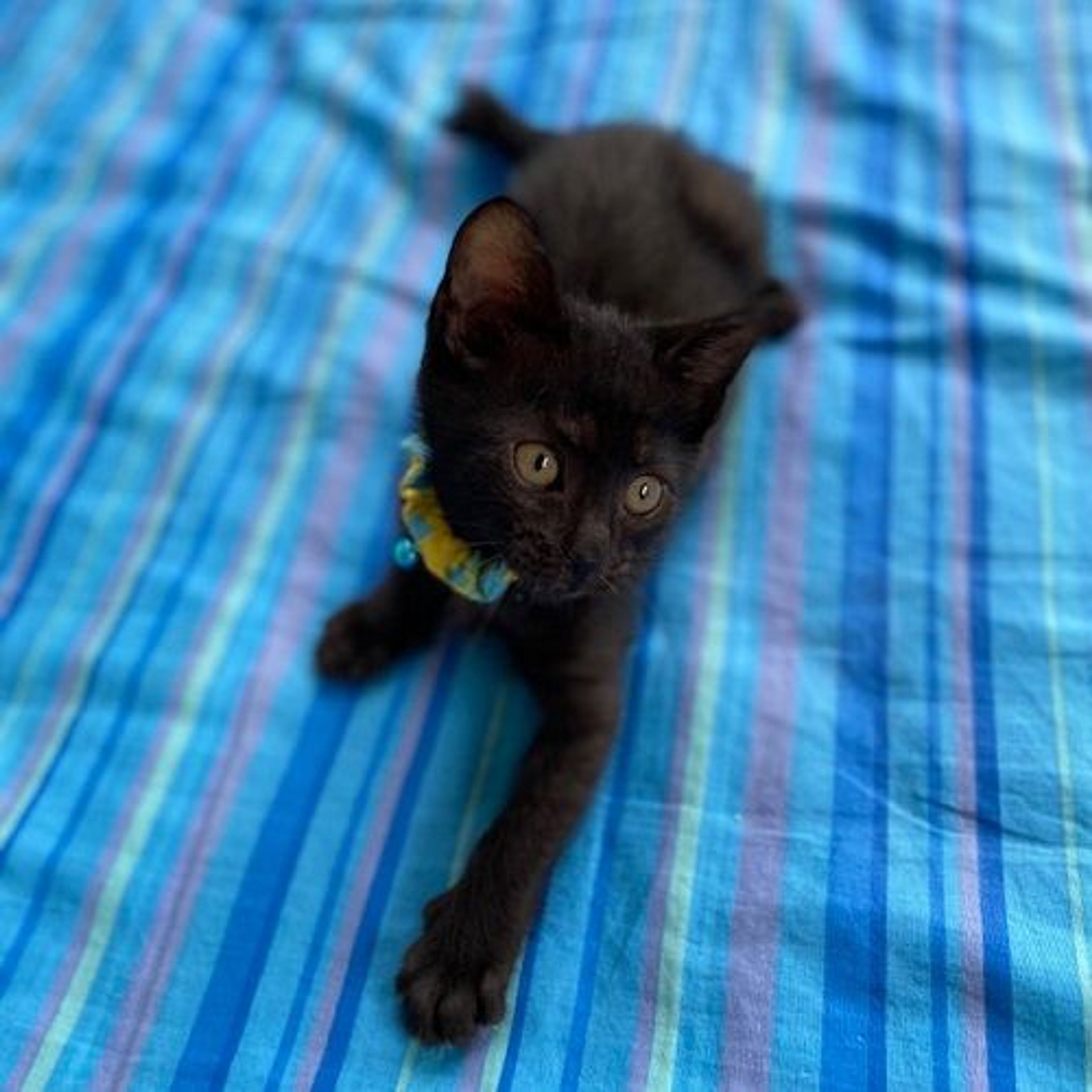 pet-image-5