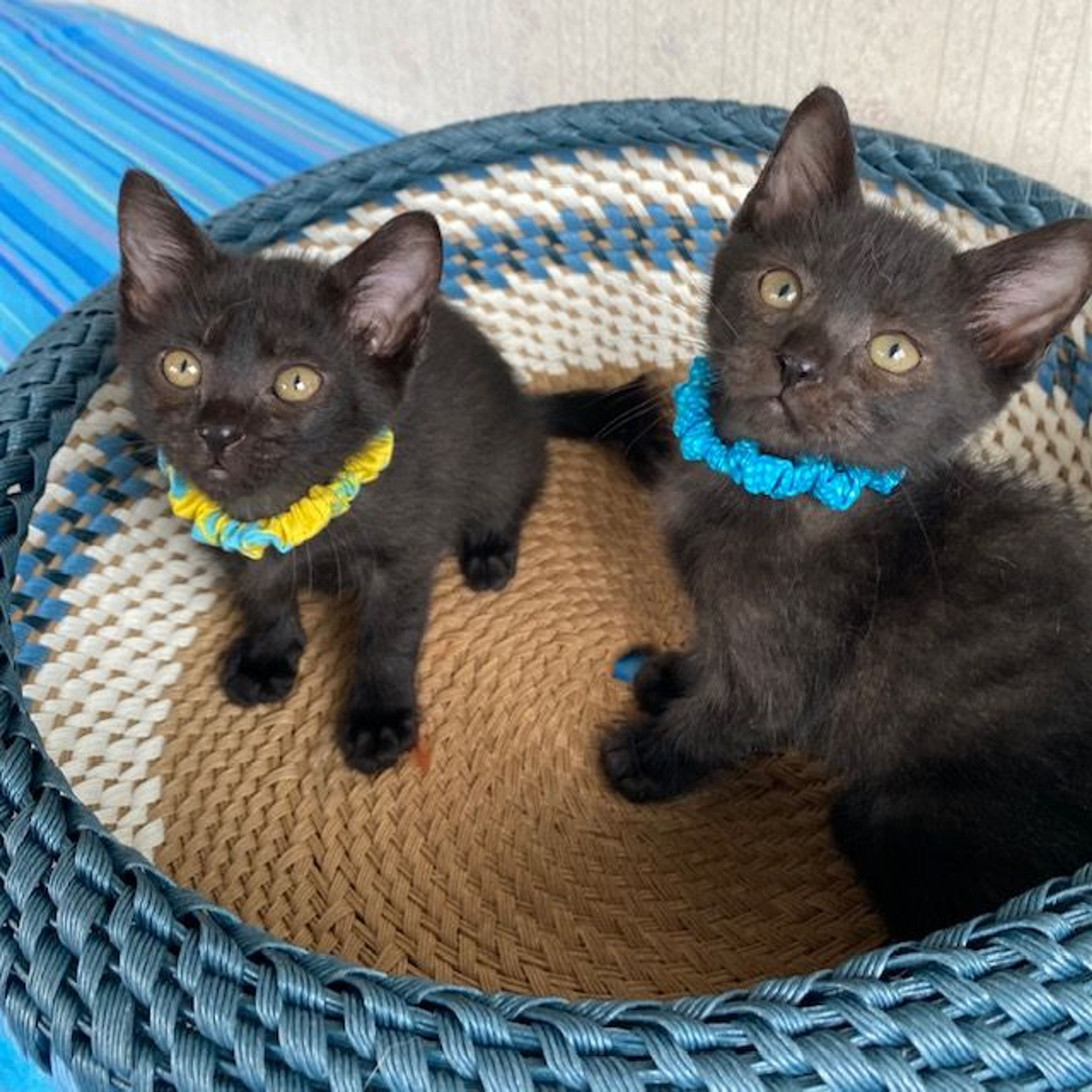 pet-image-6