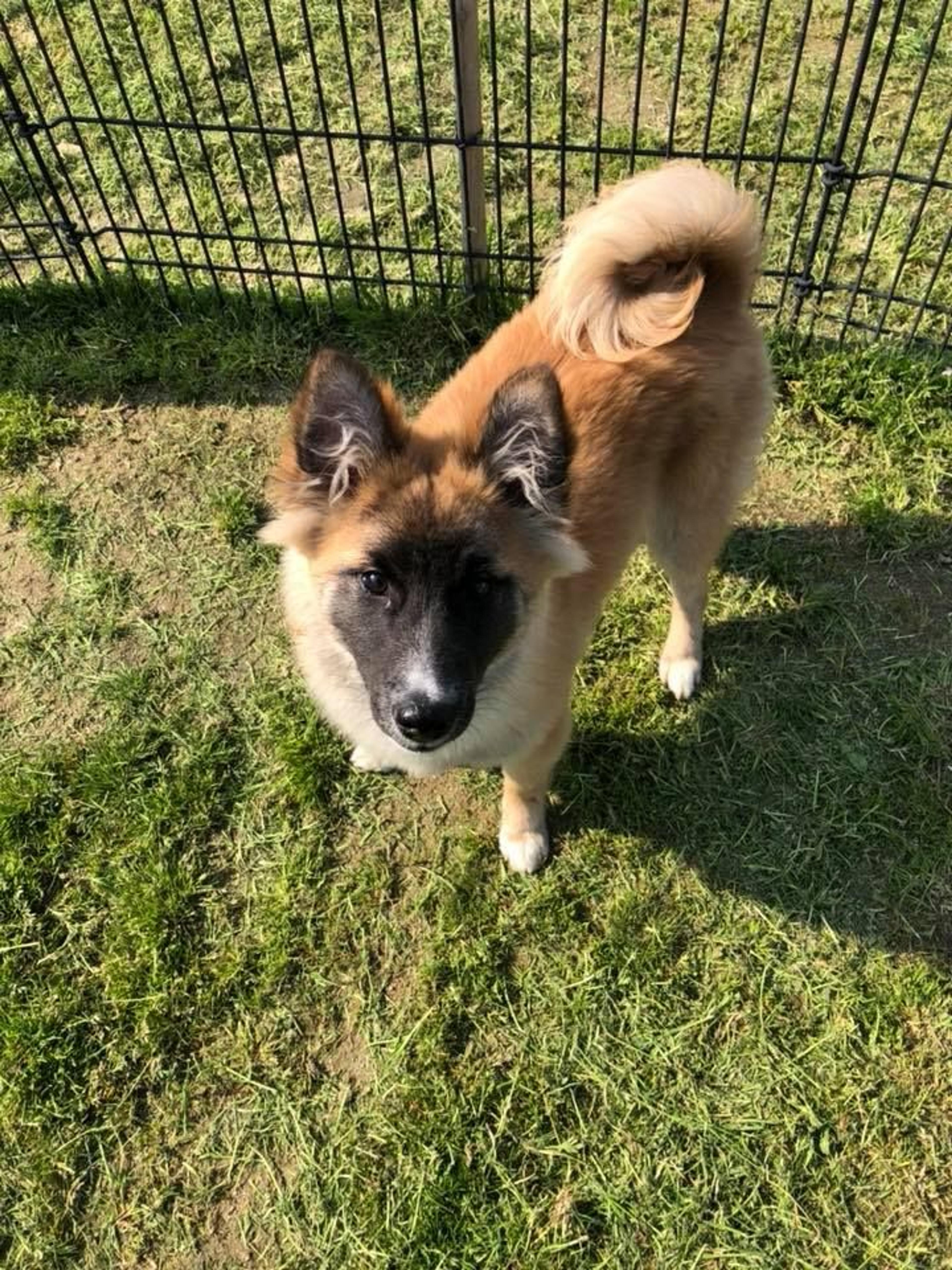 pet-image-2