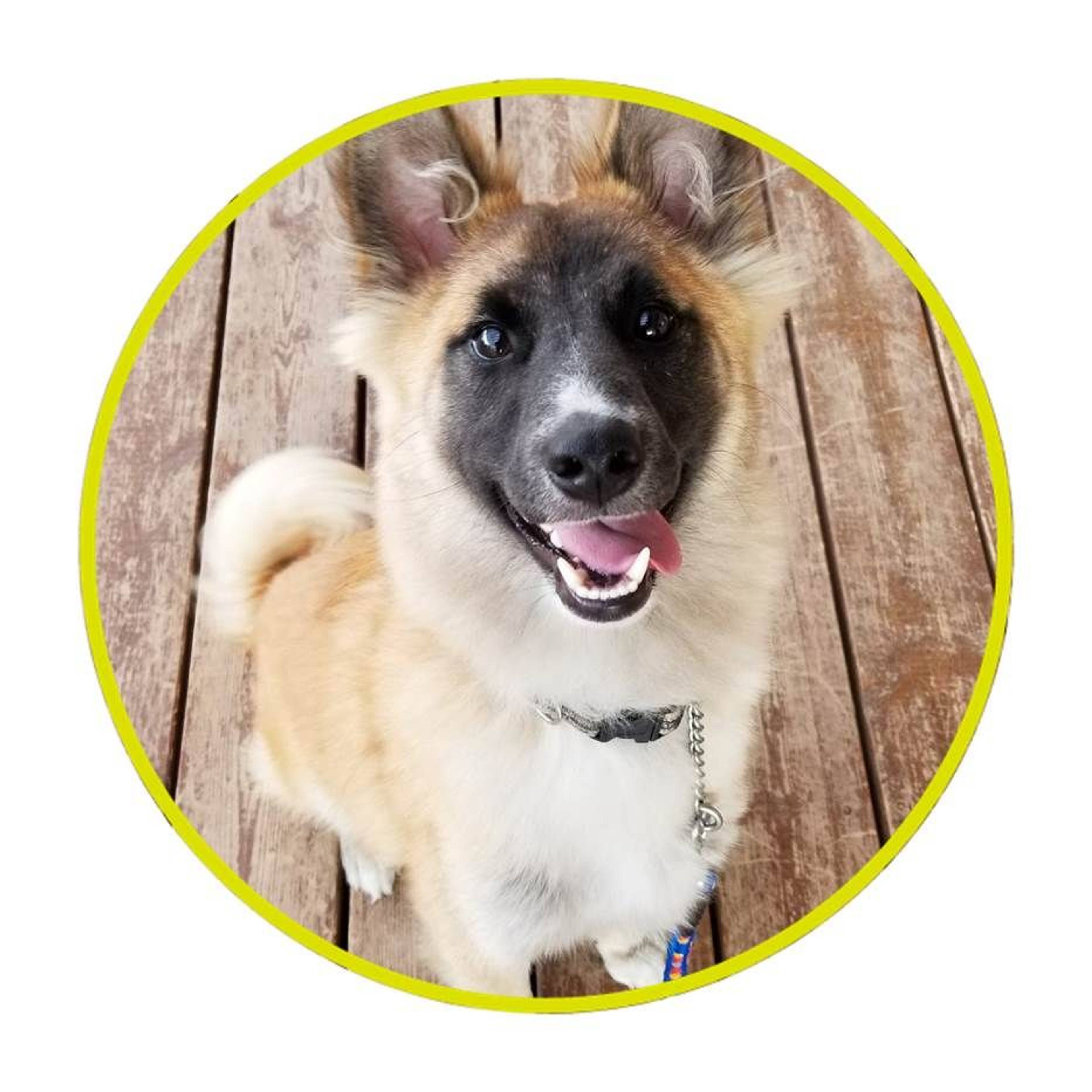 雑種（ミックス犬）・オスの里親募集の写真