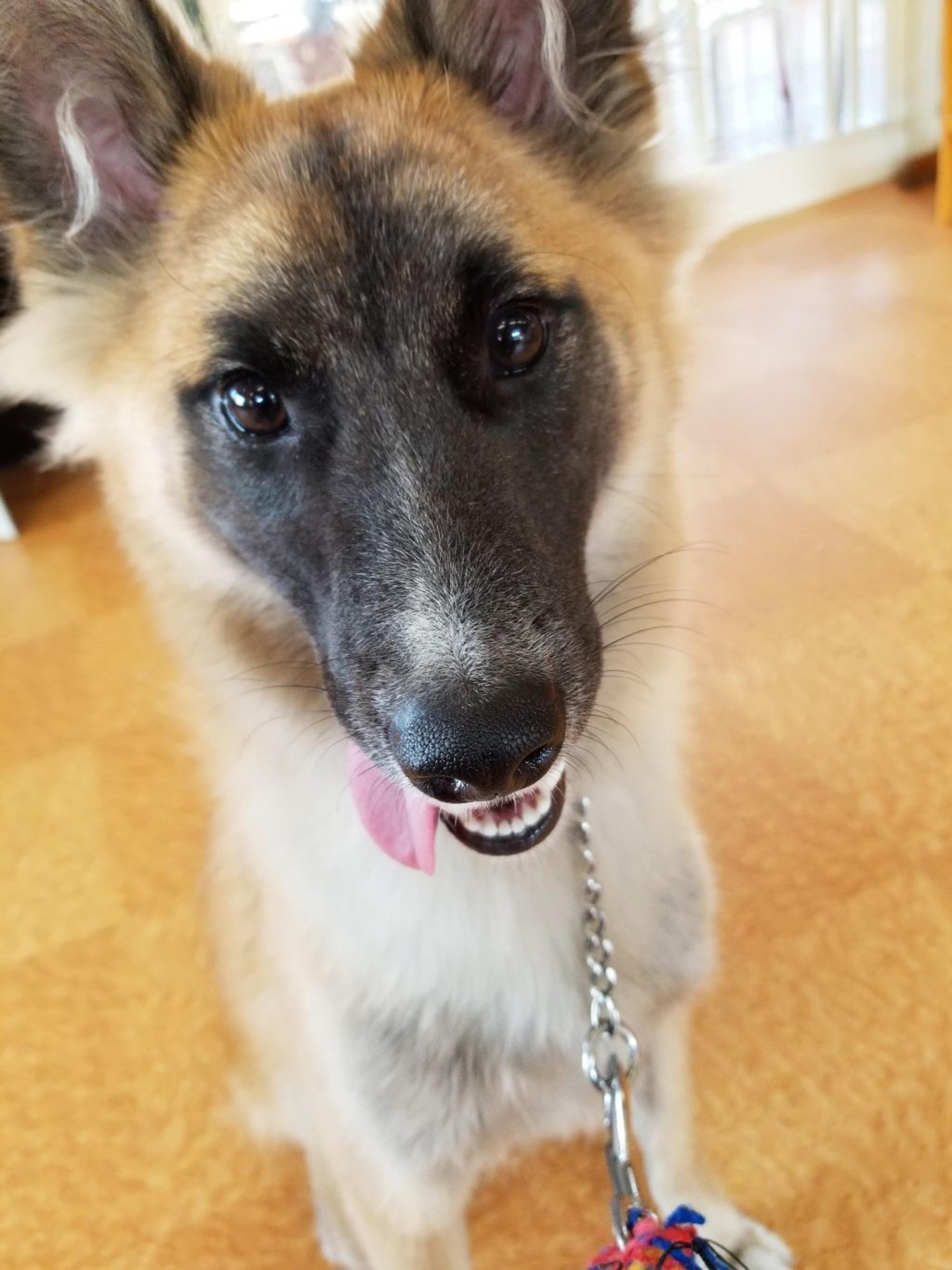 pet-image-3
