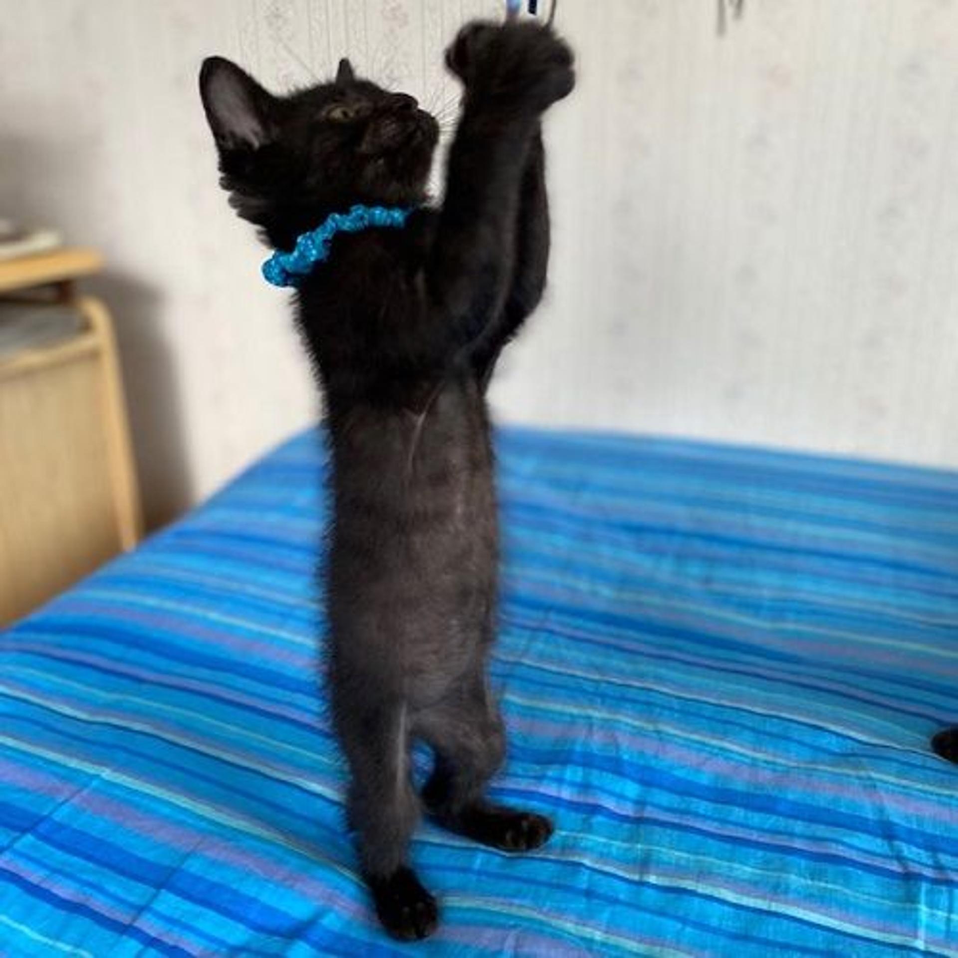 pet-image-3