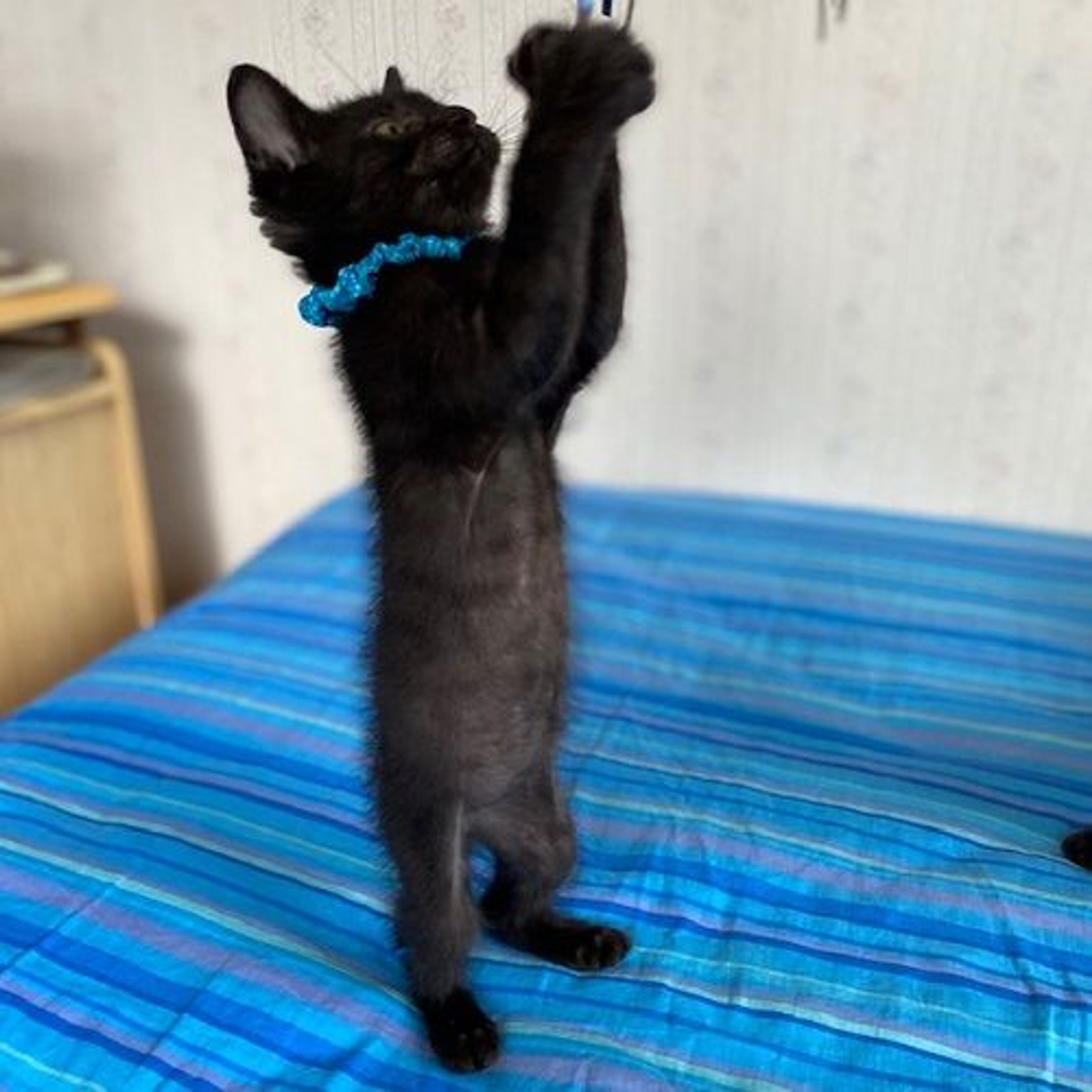 pet-image-3