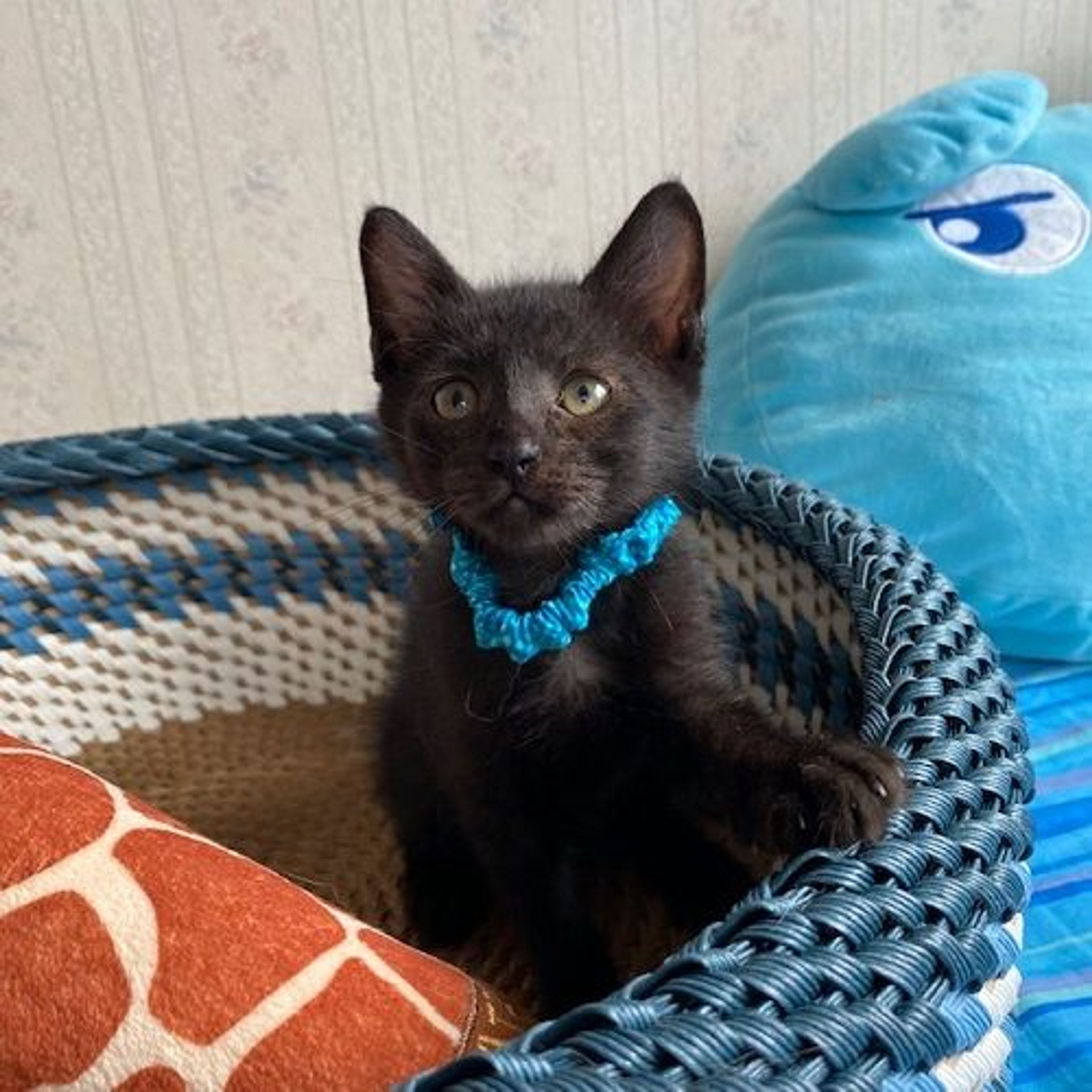 pet-image-5