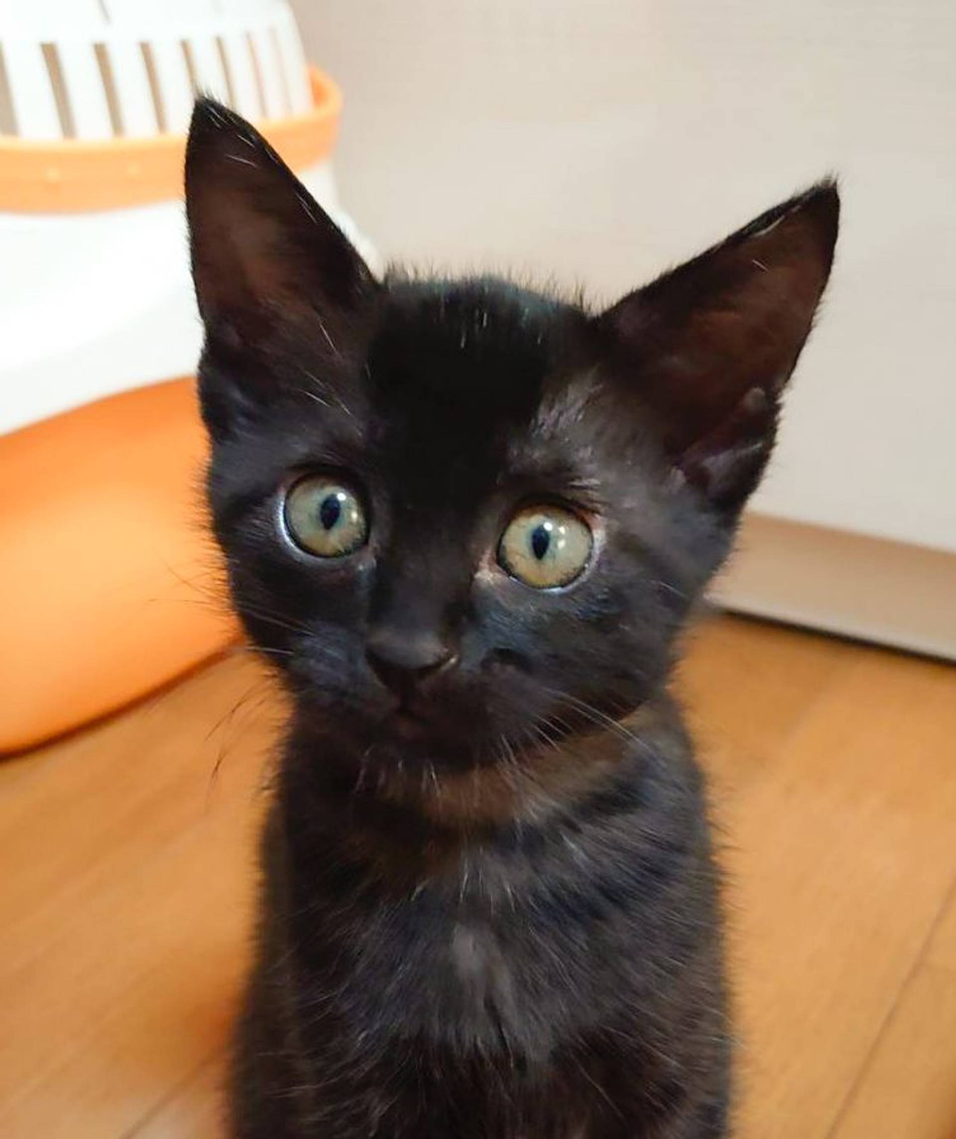 雑種（ミックス猫）・メスの里親募集の写真