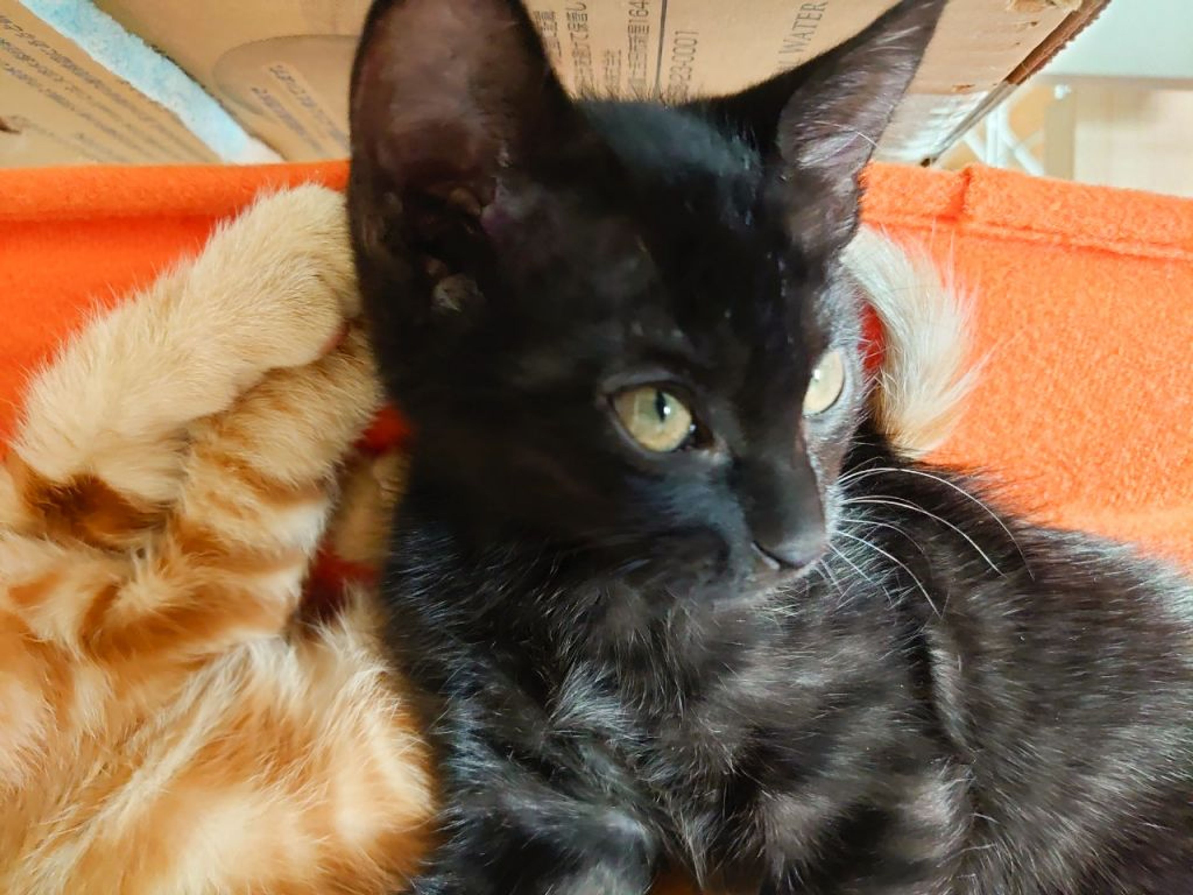 pet-image-2